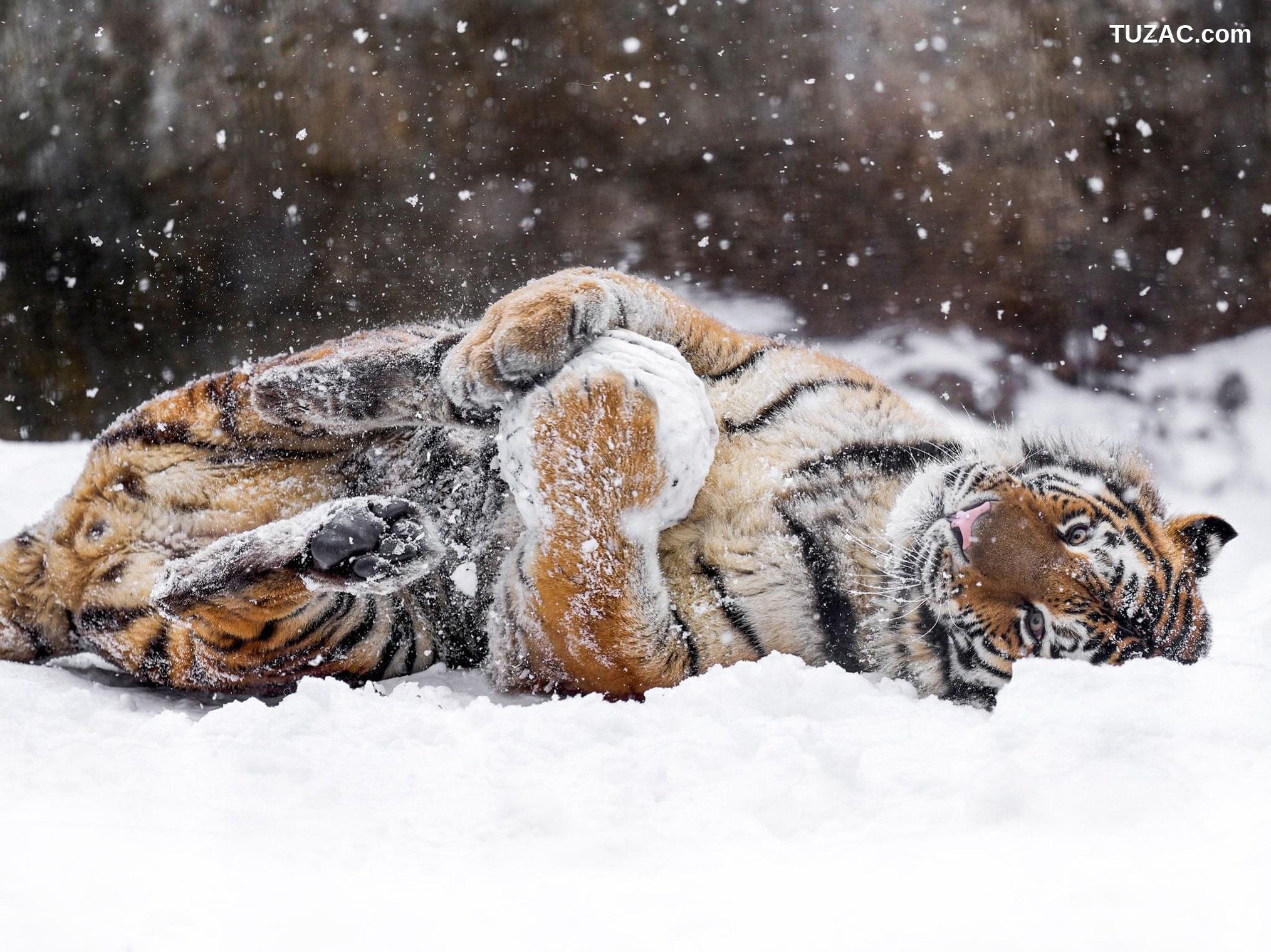 Fantasy-Factory-小丁Ding-2022年1月作品预览-January-photo-preview-2021.12