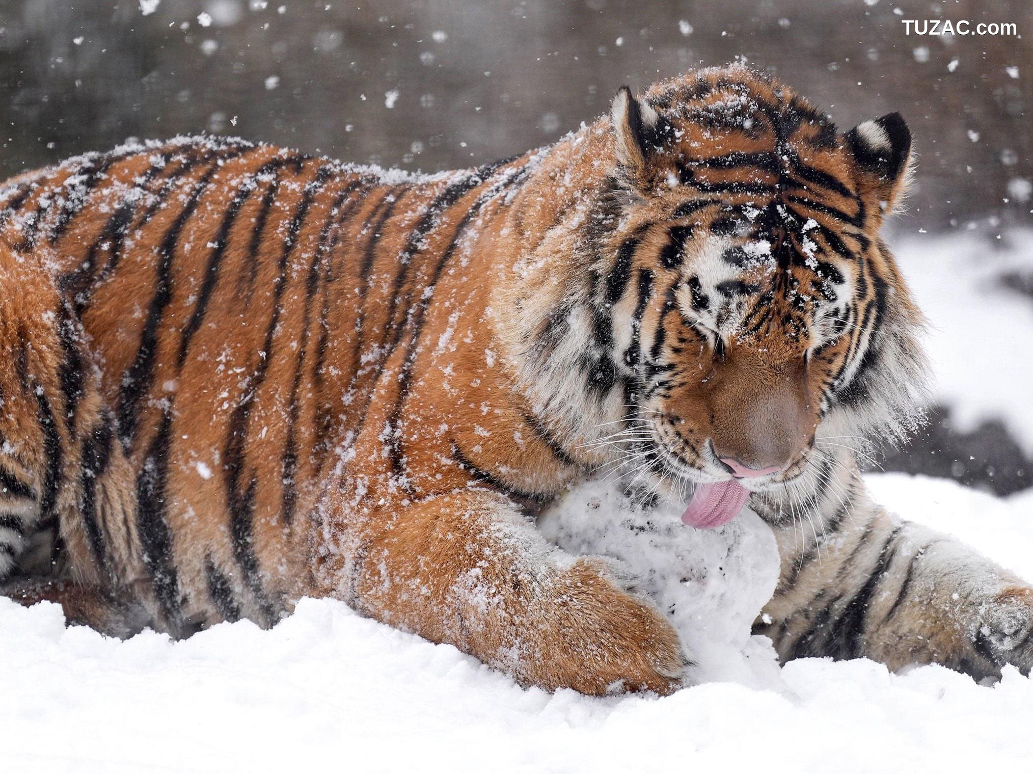 Fantasy-Factory-小丁Ding-2022年1月作品预览-January-photo-preview-2021.12