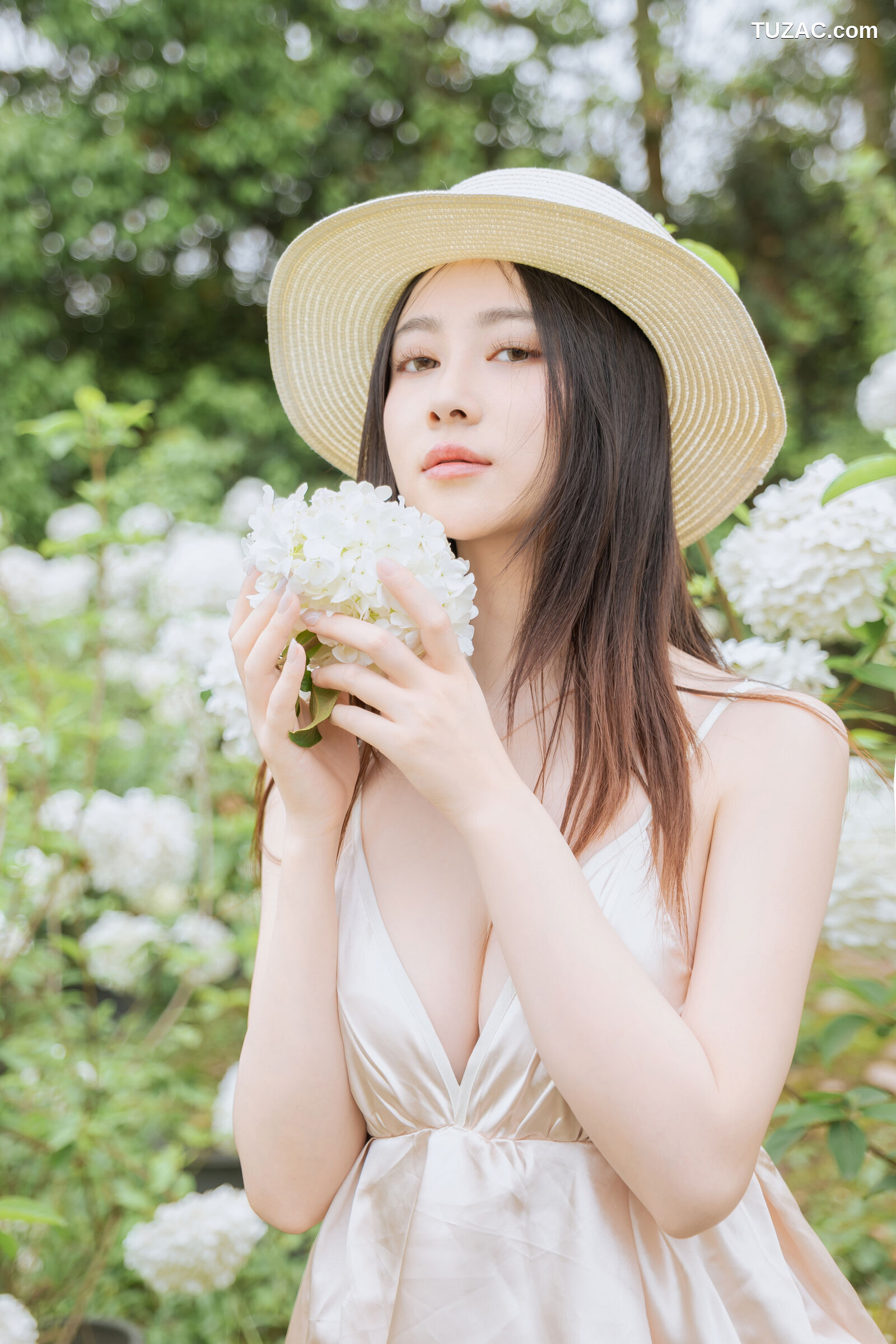 年年-木绣球