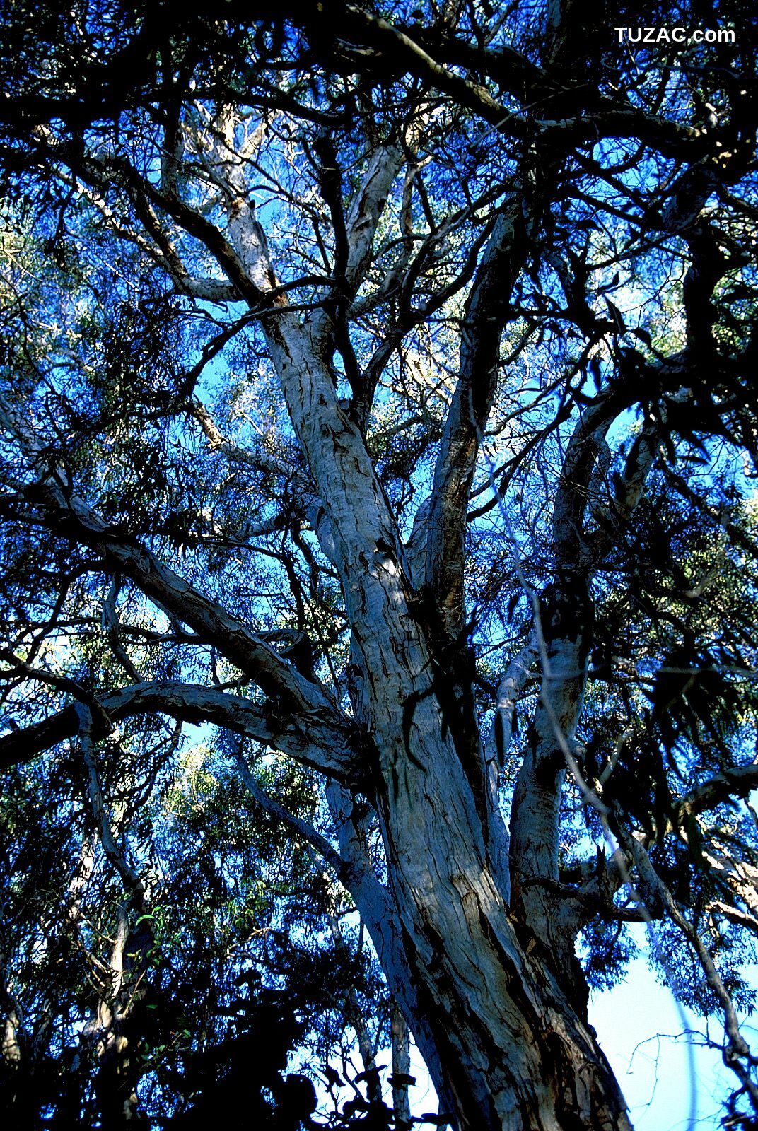 NS Eyes_ SF-No.201 Aki Nishihara 西原亚希 -UNDERAGE! 写真集[85P]