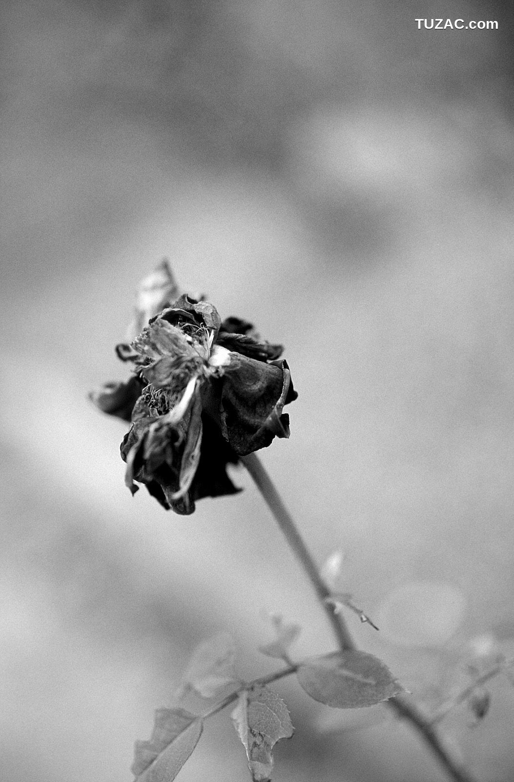 NS Eyes_ SF-No.204 Moemi Tominaga 富永萌美 -UNDERAGE! 写真集[94P]