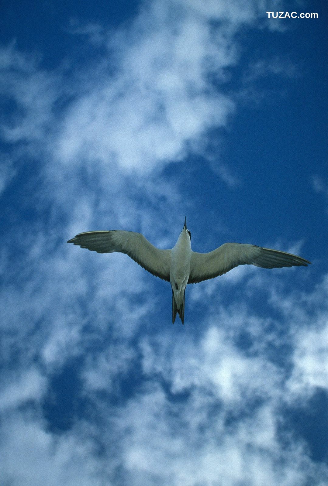 NS Eyes_ SF-No.204 Moemi Tominaga 富永萌美 -UNDERAGE! 写真集[94P]