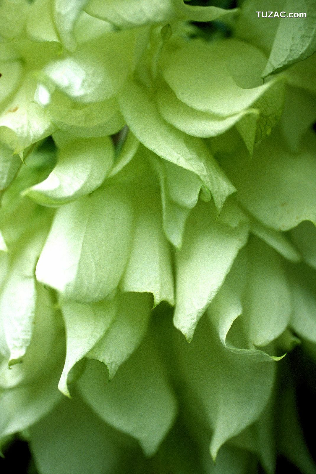 NS Eyes_ SF-No.204 Moemi Tominaga 富永萌美 -UNDERAGE! 写真集[94P]