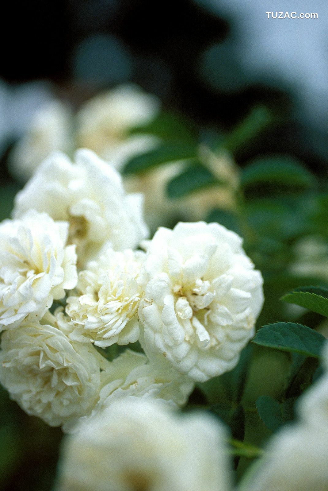 NS Eyes_ SF-No.204 Moemi Tominaga 富永萌美 -UNDERAGE! 写真集[94P]