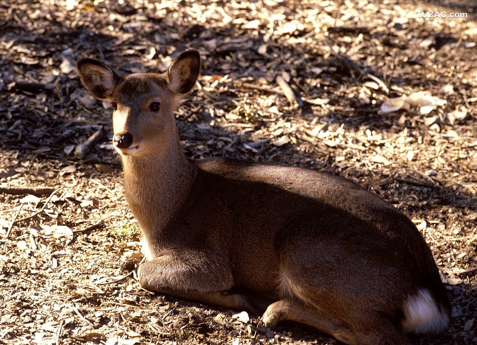 NS Eyes_ SF-No.214 Yoko Minamino 南野阳子 写真集[72P]