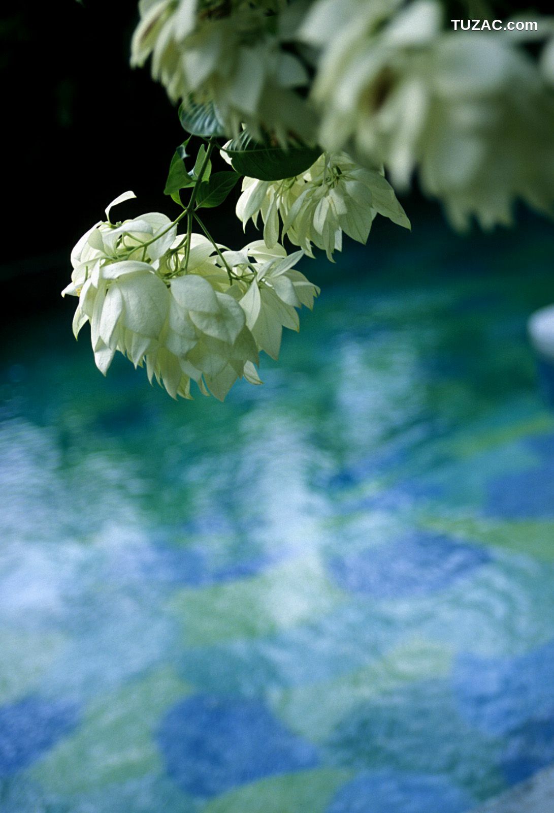 NS Eyes_ SF-No.321 Mika Ito 伊東美華 写真集[55P]