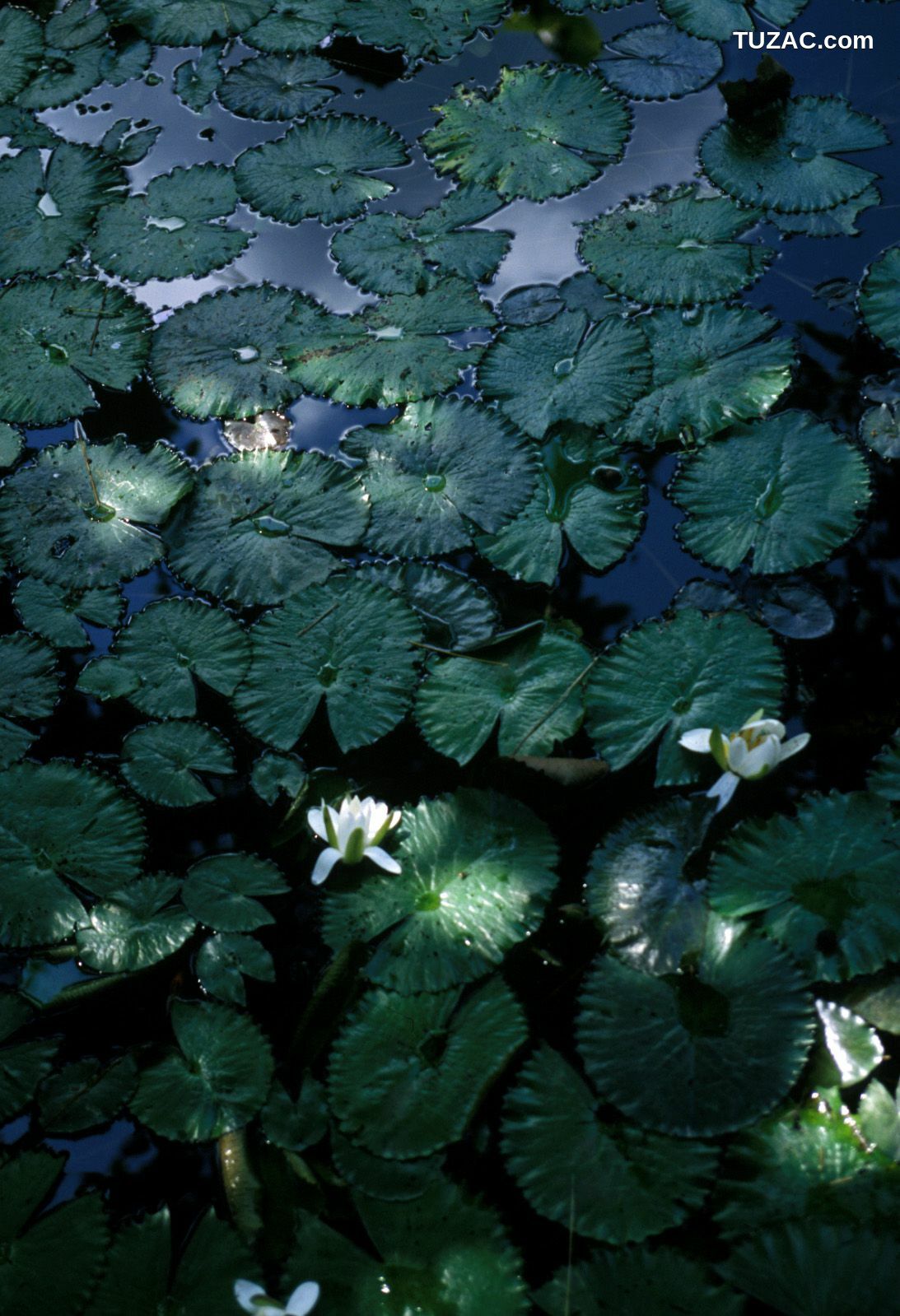 NS Eyes_ SF-No.321 Mika Ito 伊東美華 写真集[55P]