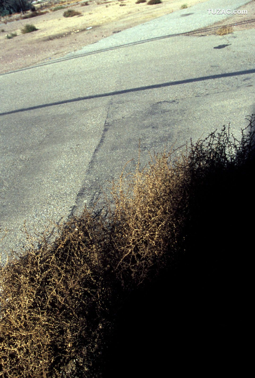 NS Eyes_ SF-No.346 Aki Hoshino 星野亜希/ほしのあき 写真集[96P]