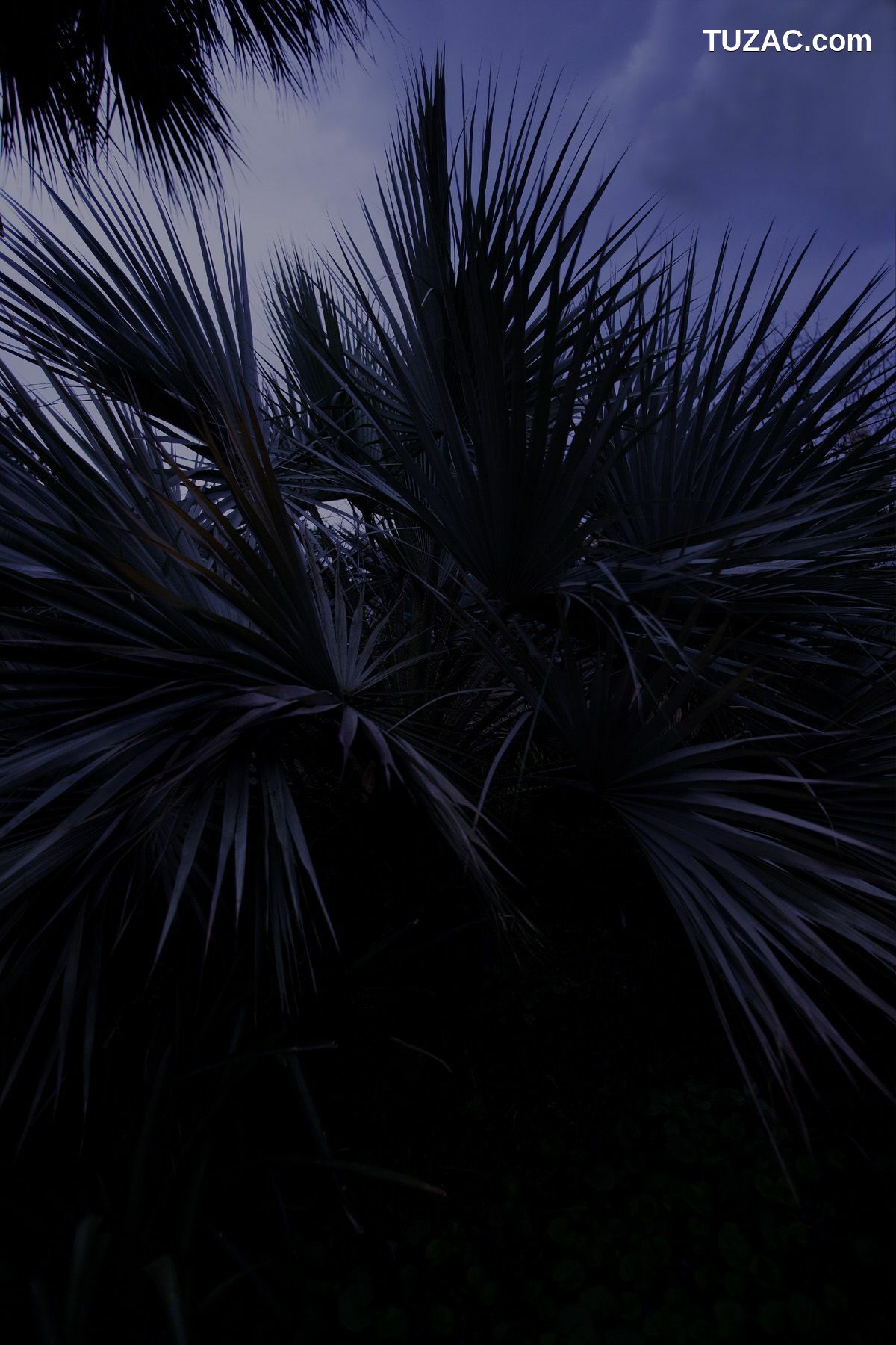 NS Eyes_ SF-No.350 原田夏希 Natsuki Harada 写真集[116P]