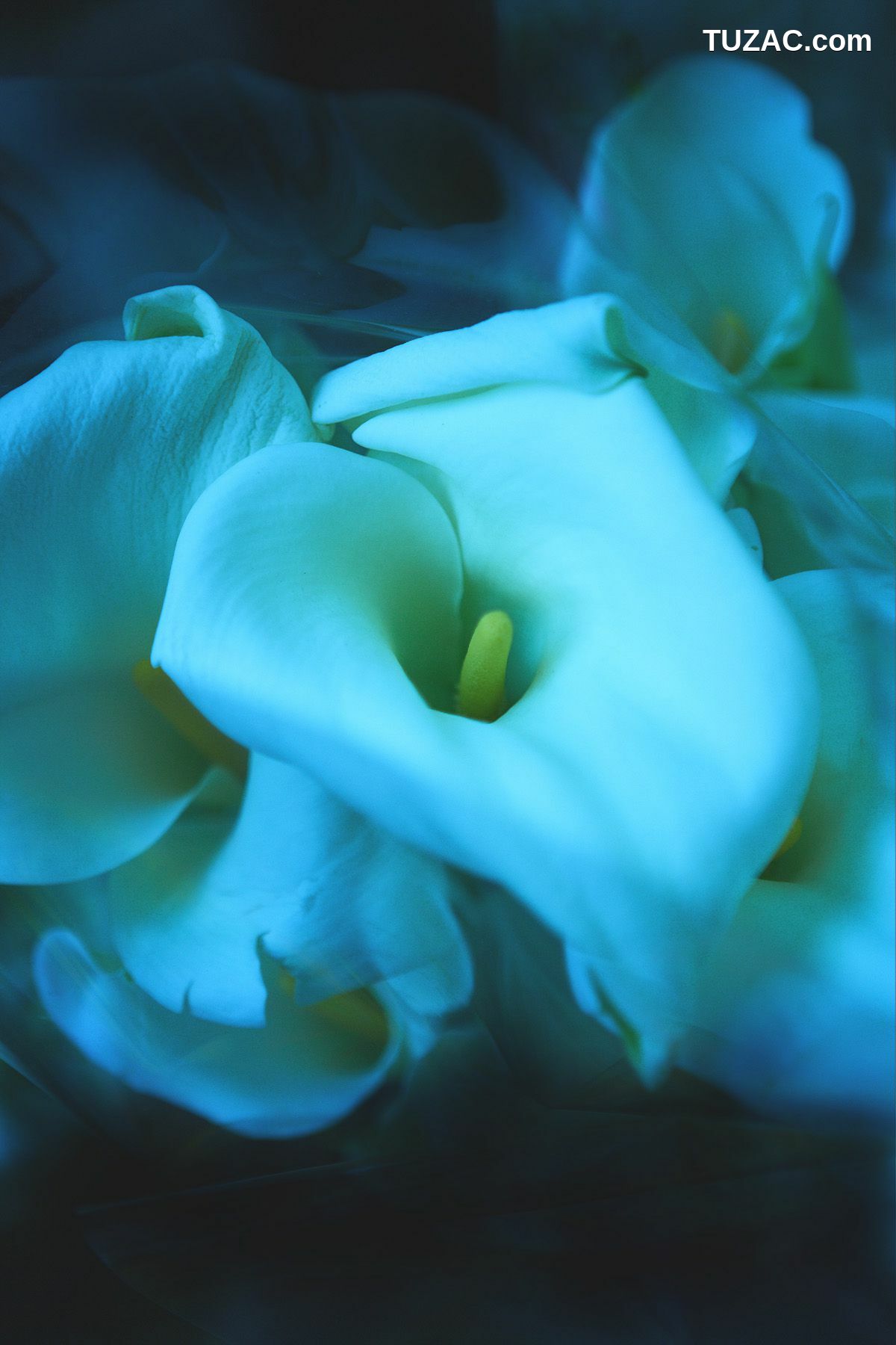 NS Eyes_ SF-No.350 原田夏希 Natsuki Harada 写真集[116P]