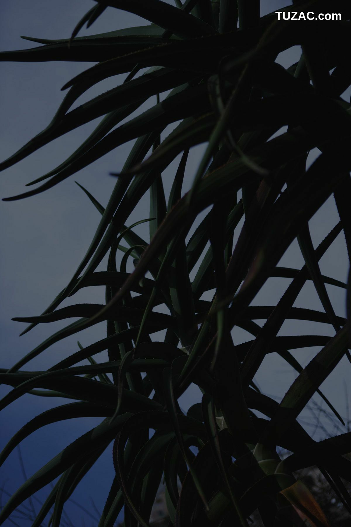 NS Eyes_ SF-No.350 原田夏希 Natsuki Harada 写真集[116P]