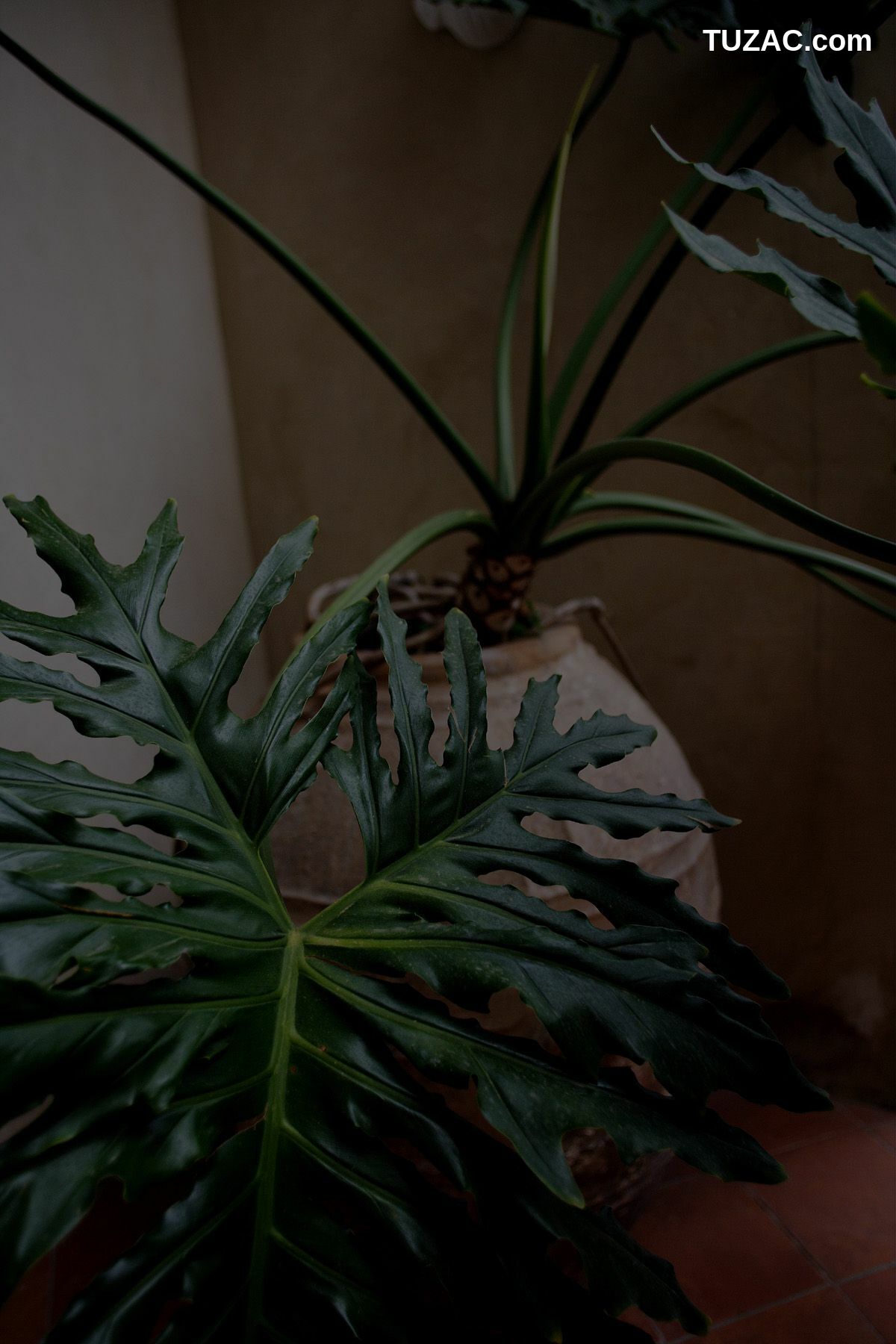 NS Eyes_ SF-No.350 原田夏希 Natsuki Harada 写真集[116P]