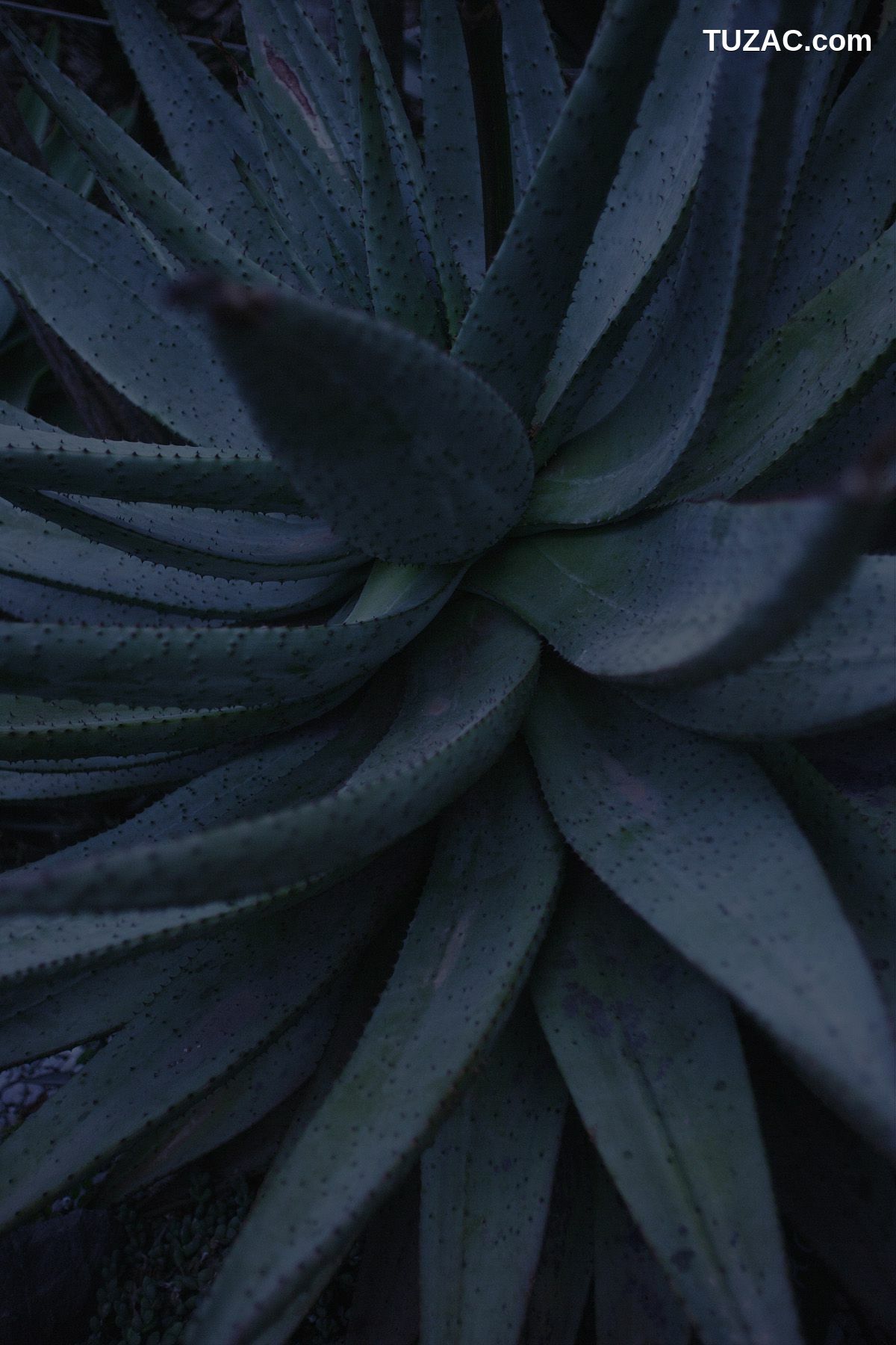 NS Eyes_ SF-No.350 原田夏希 Natsuki Harada 写真集[116P]