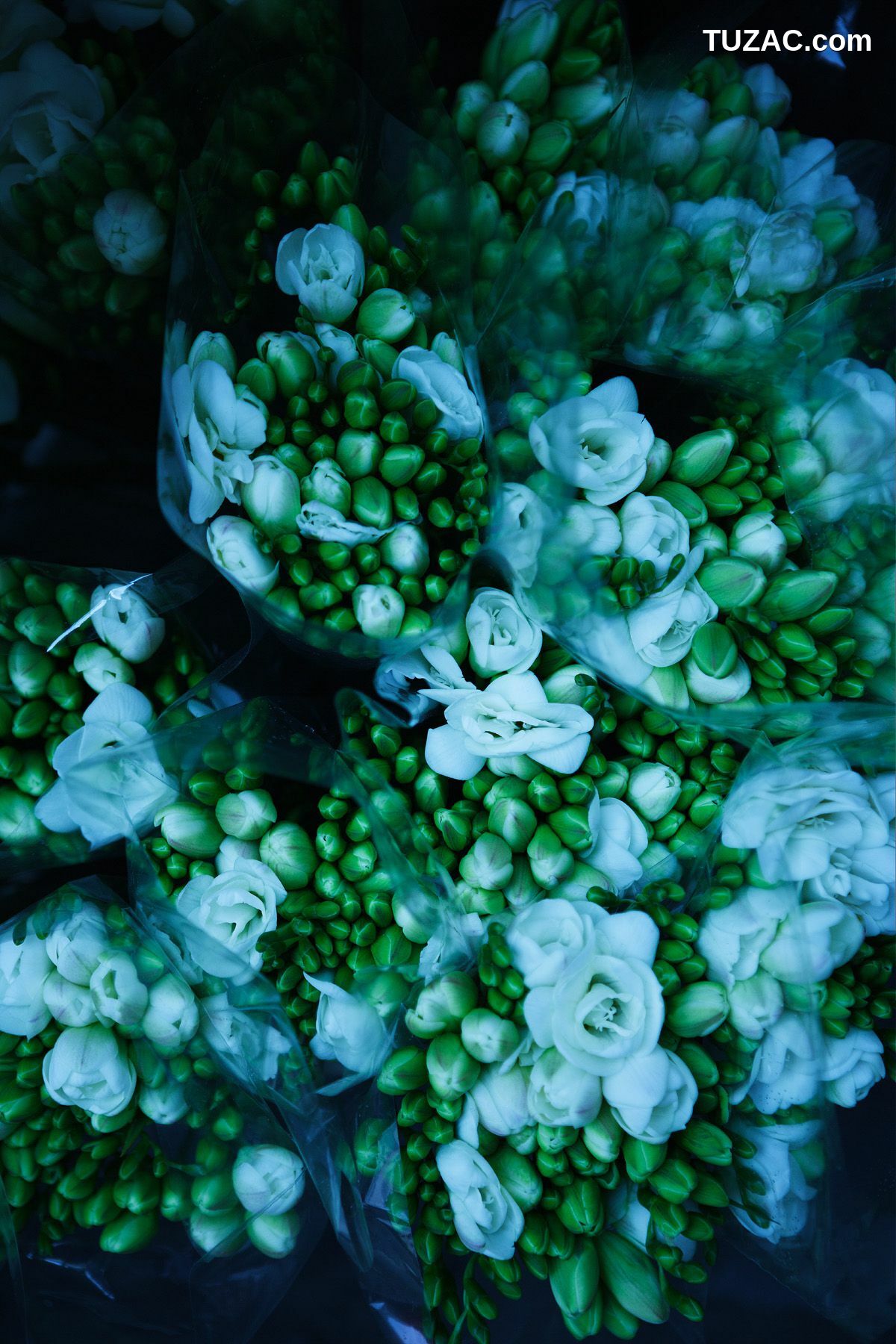 NS Eyes_ SF-No.350 原田夏希 Natsuki Harada 写真集[116P]