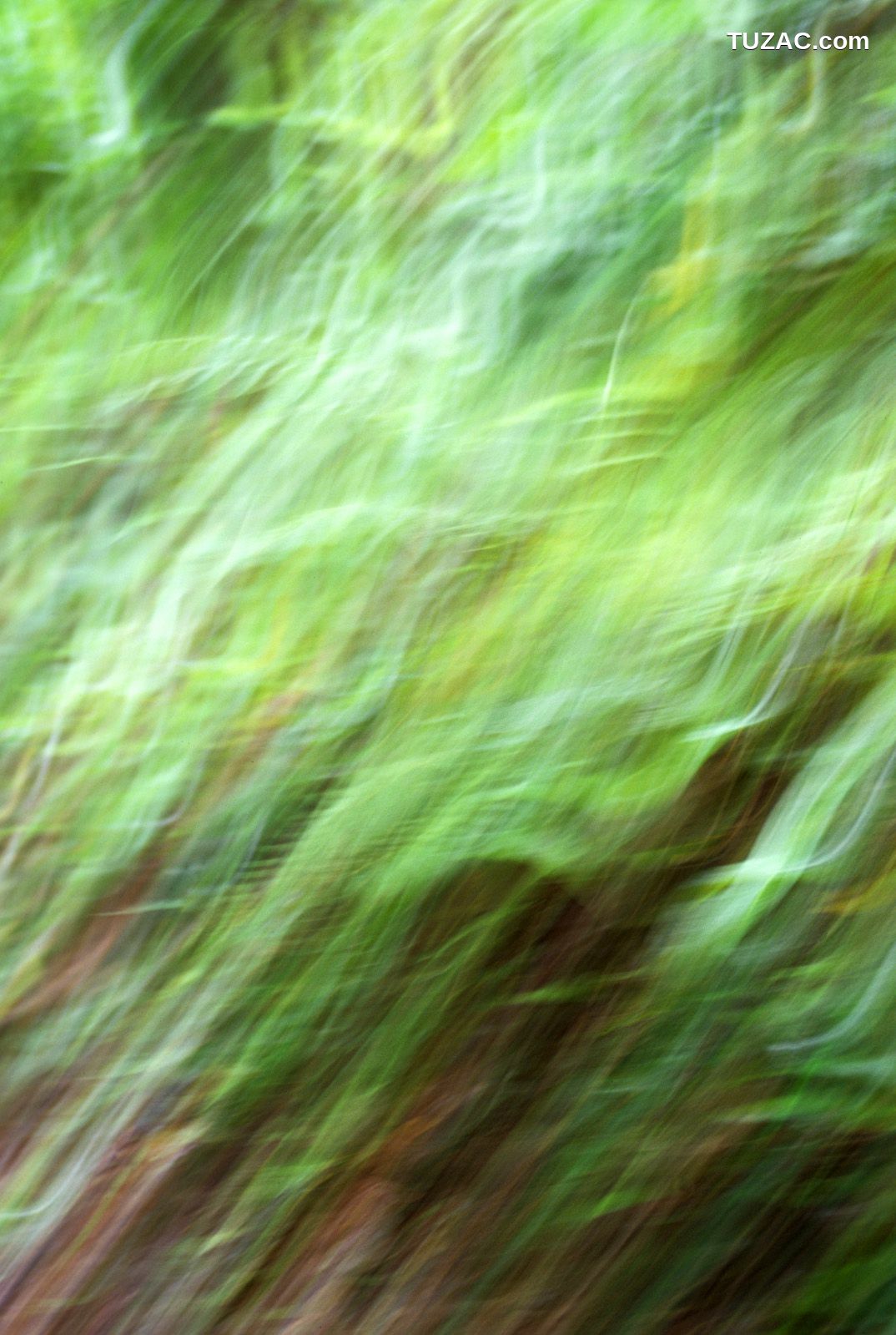 NS Eyes_ SF-No.360 Ayumi Kinoshita 木下あゆ美/木下亚由美 写真集[90P]