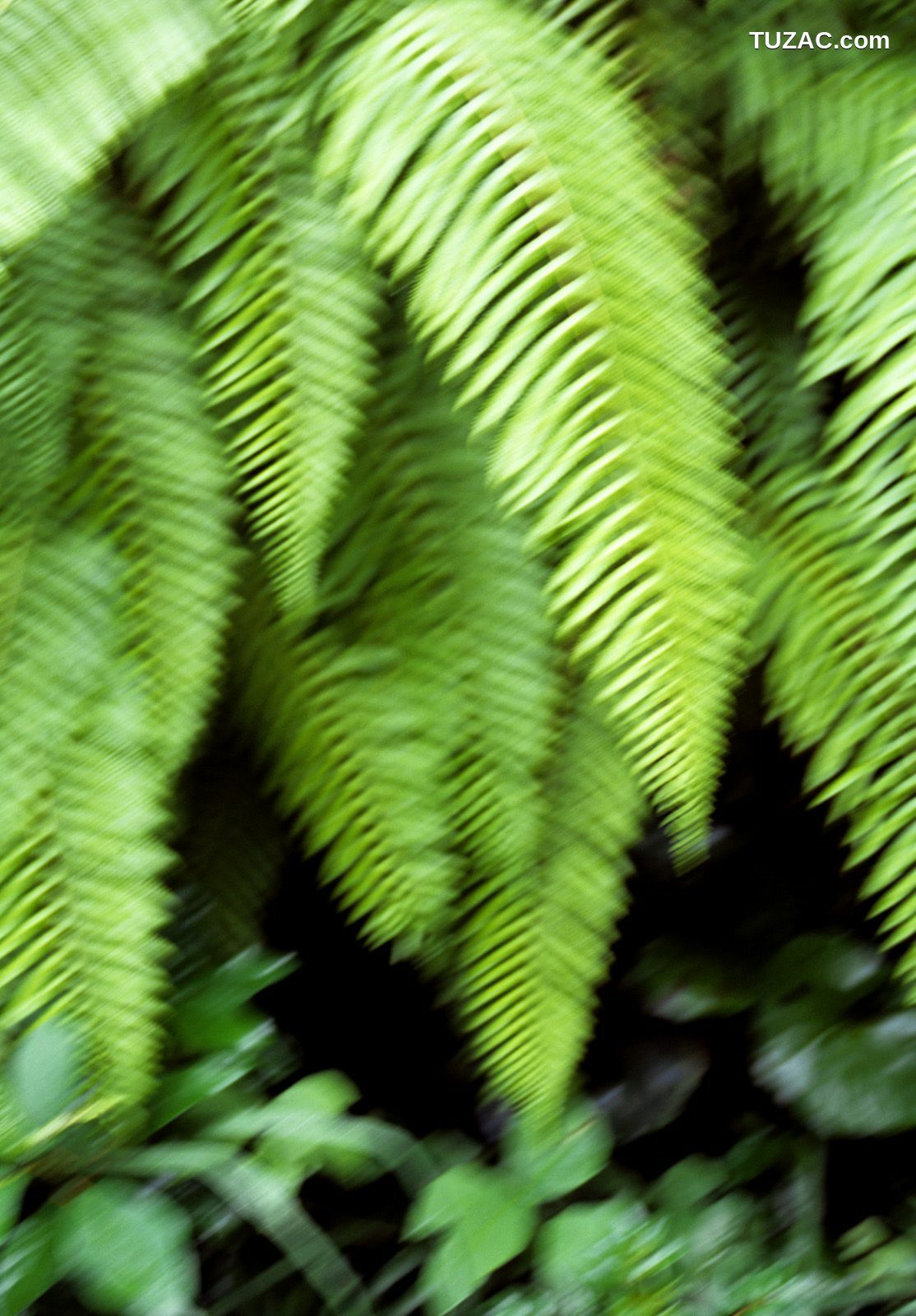 NS Eyes_ SF-No.360 Ayumi Kinoshita 木下あゆ美/木下亚由美 写真集[90P]