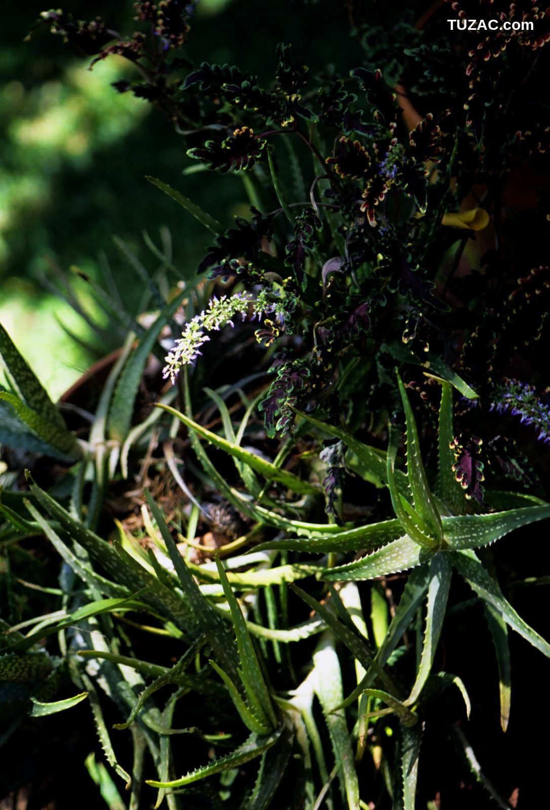 NS Eyes_ SF-No.363 Reon Kadena 久紗野水萌/嘉那蕾音 写真集[123P]