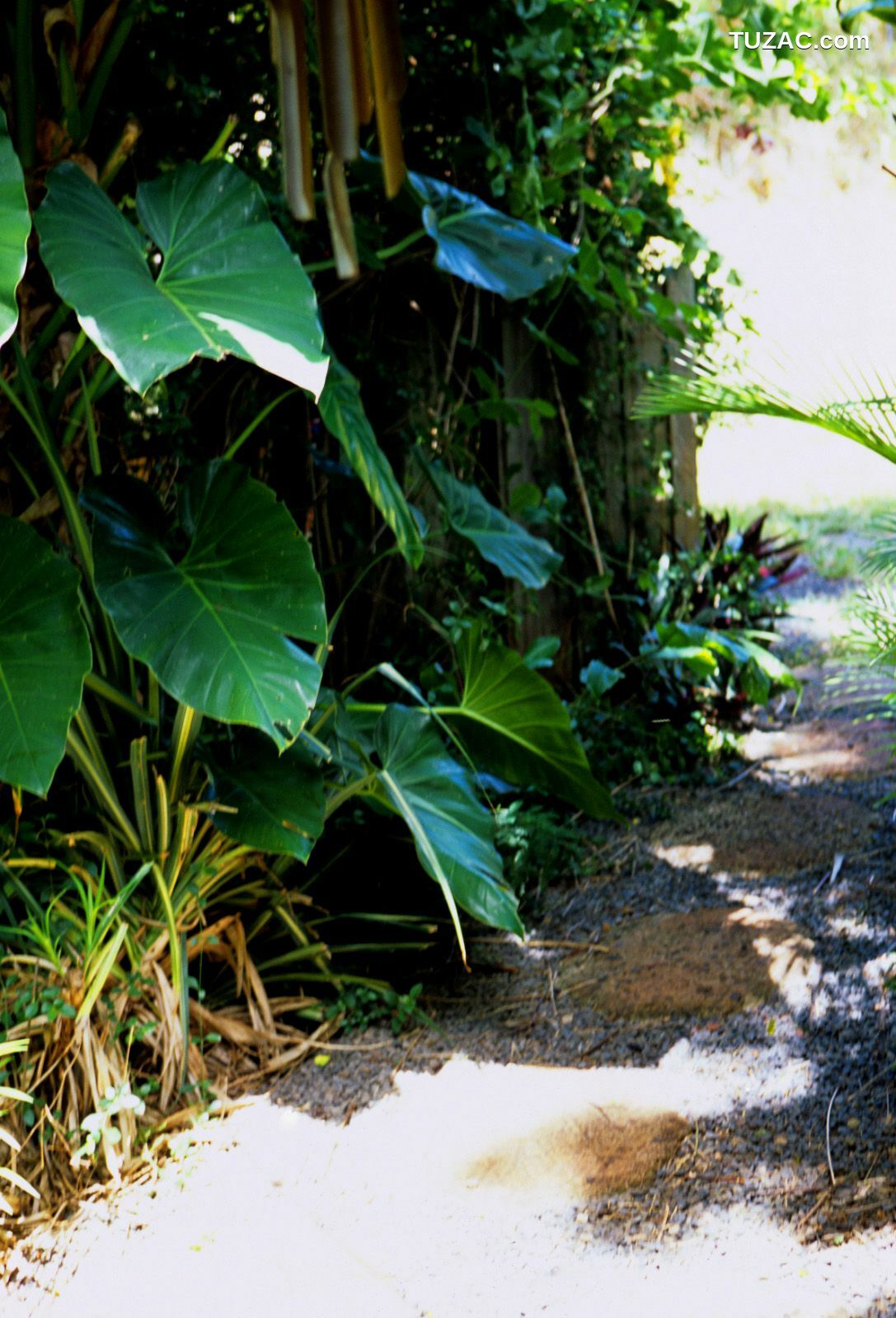 NS Eyes_ SF-No.364 Reon Kadena 久紗野水萌/かでなれおん 写真集[127P]