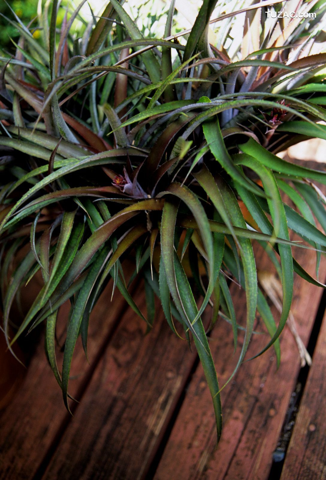 NS Eyes_ SF-No.364 Reon Kadena 久紗野水萌/かでなれおん 写真集[127P]