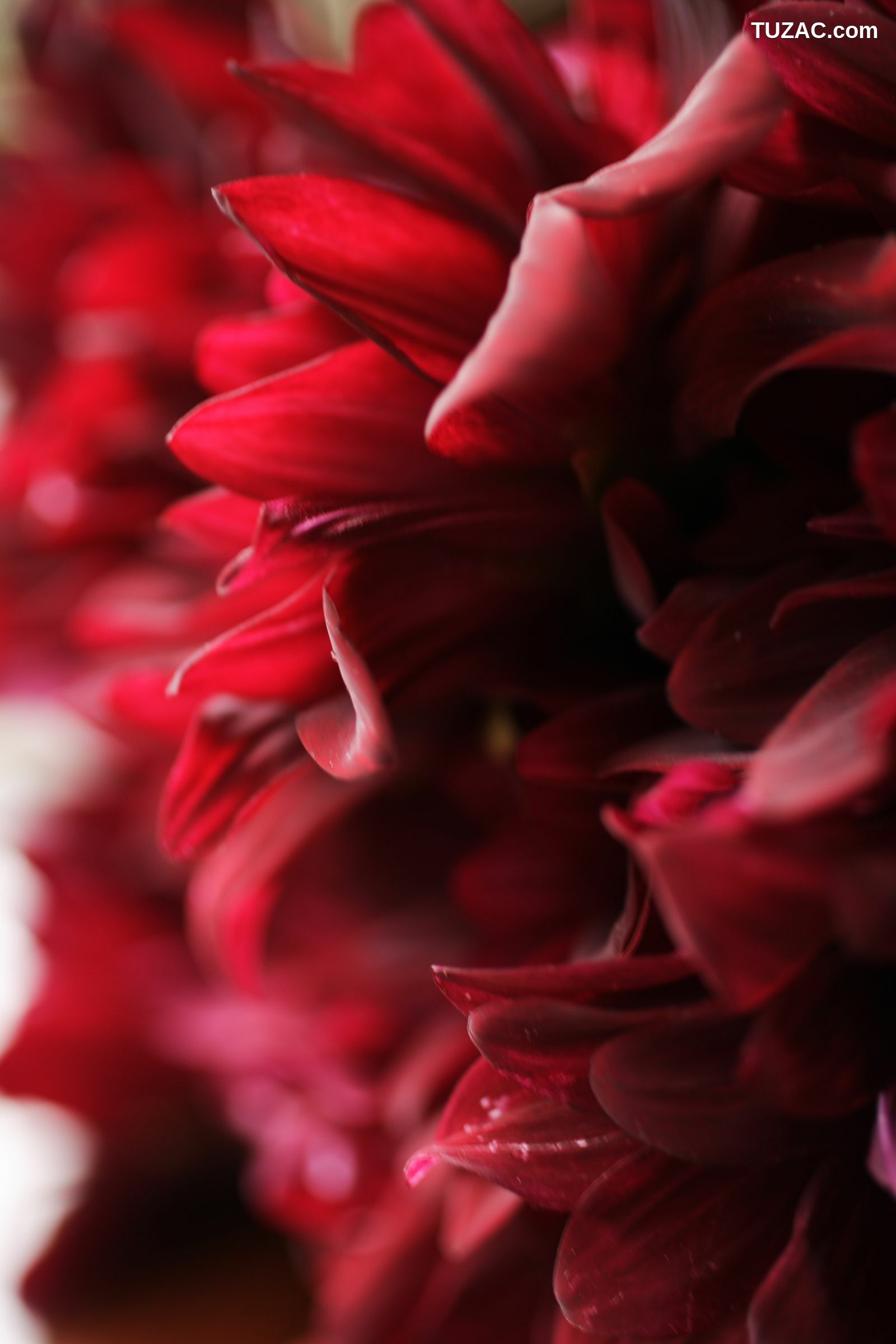 NS Eyes_ SF-No.399 Nene 寧寧 写真集[108P]