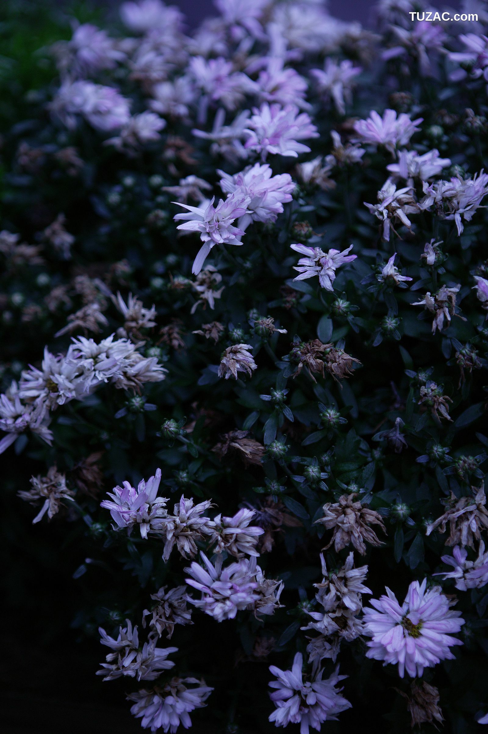 NS Eyes_ SF-No.418 Sachiko Suzuki 铃木早智子 写真集[40P]