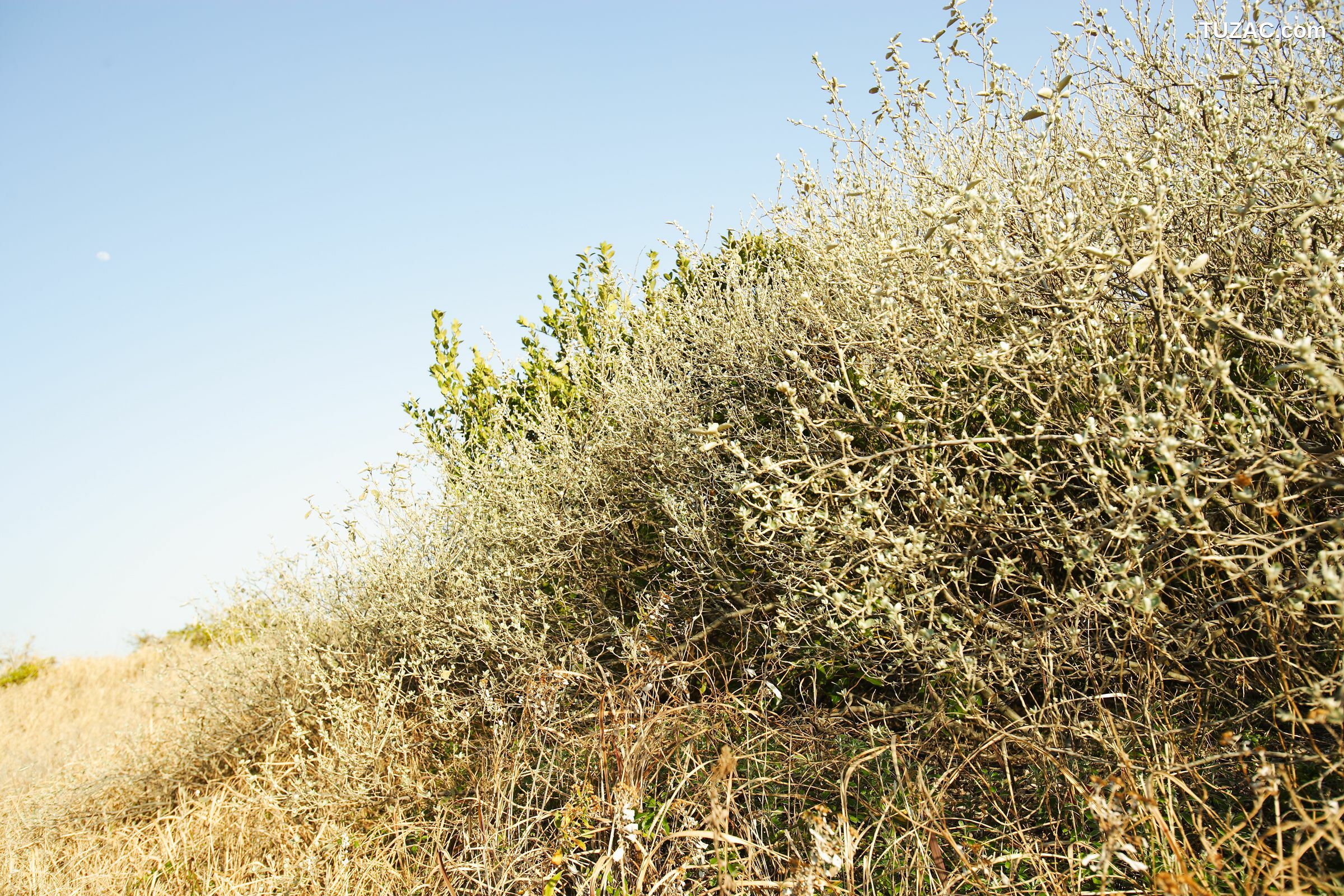 NS Eyes_ SF-No.428 琴早妃 Saki Koto 写真集[47P]