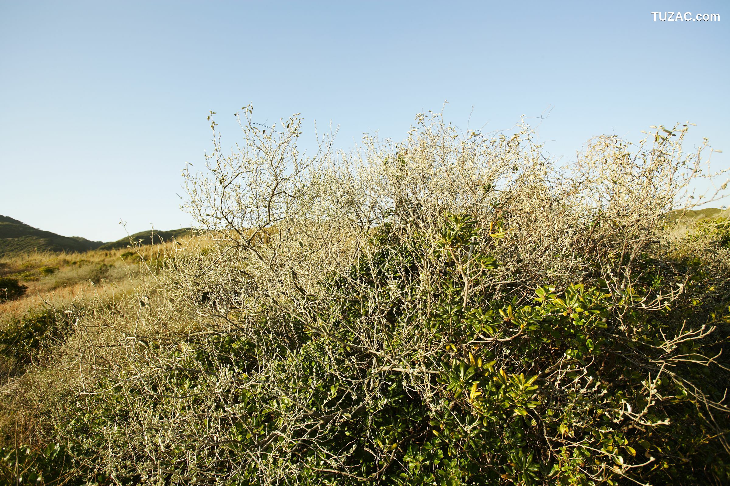 NS Eyes_ SF-No.428 琴早妃 Saki Koto 写真集[47P]