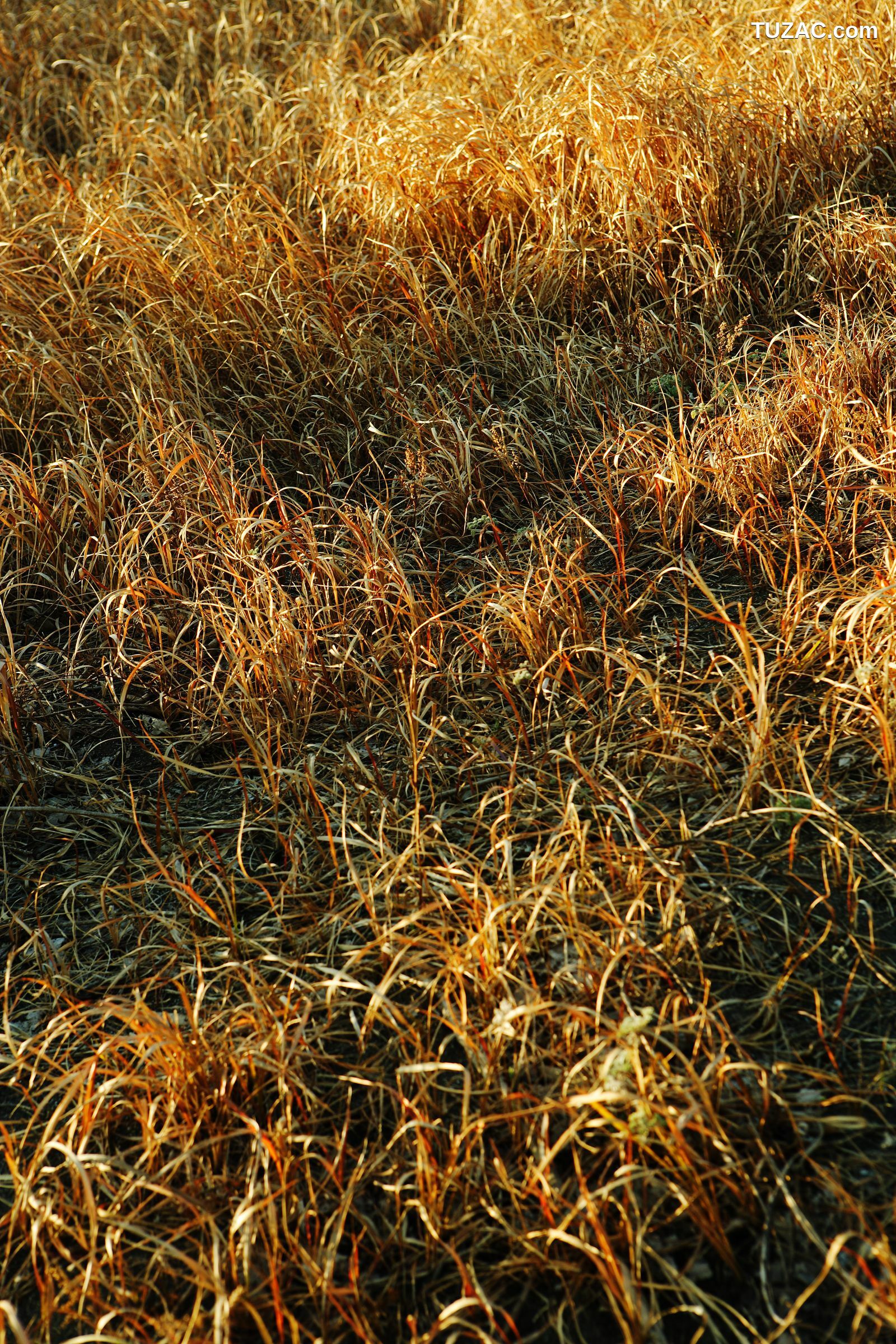 NS Eyes_ SF-No.428 琴早妃 Saki Koto 写真集[47P]