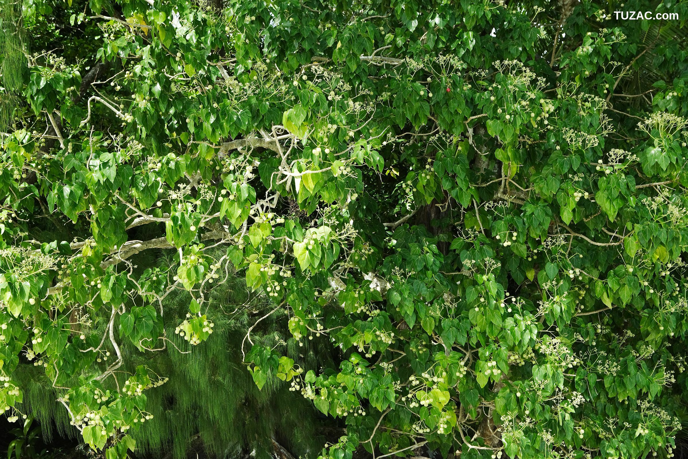 NS Eyes_ SF-No.458 Saaya Irie 入江紗綾 -UNDERAGE! 写真集[39P]