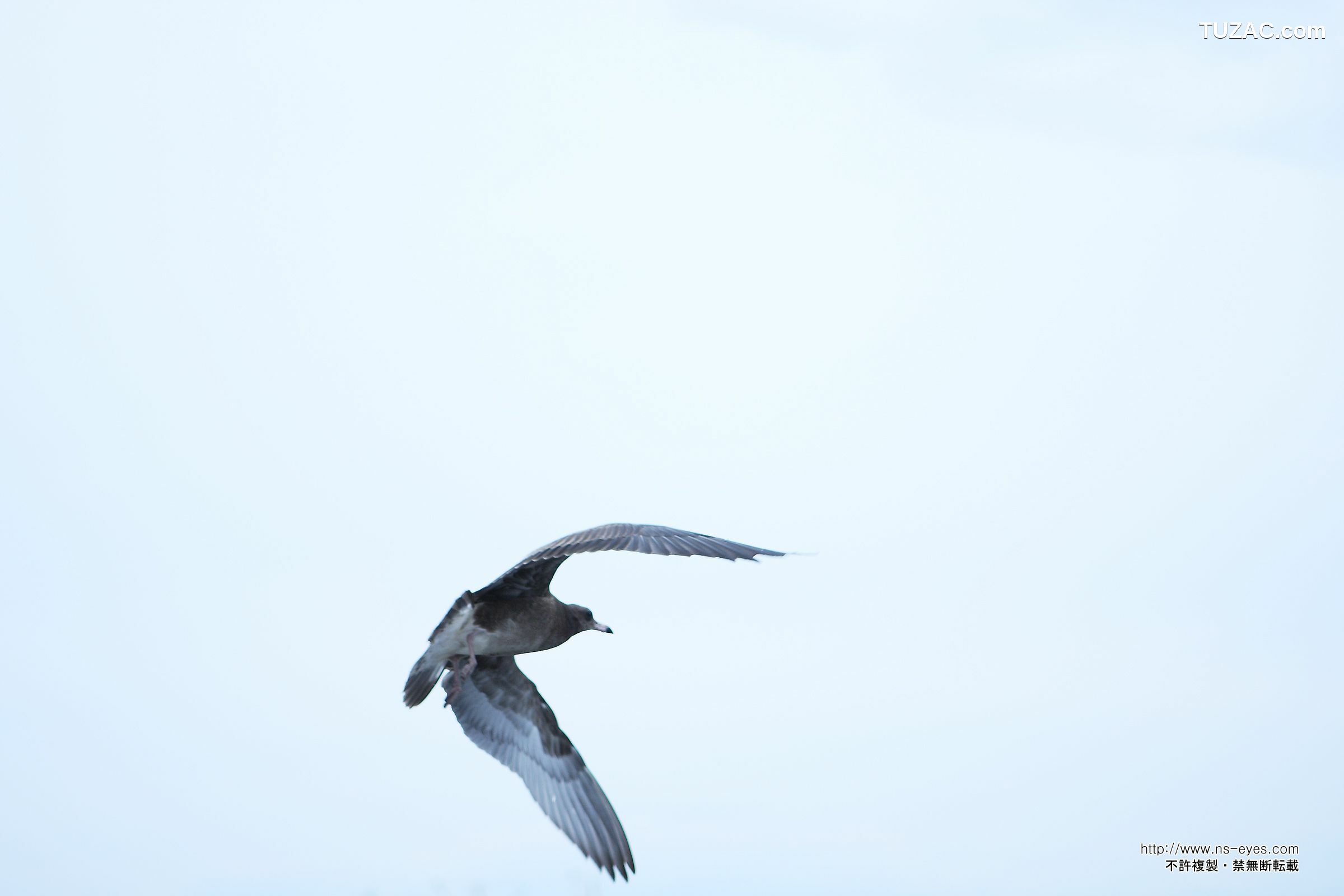 NS Eyes_ SF-No.461 小泉麻耶 Maya Koizumi 写真集[40P]