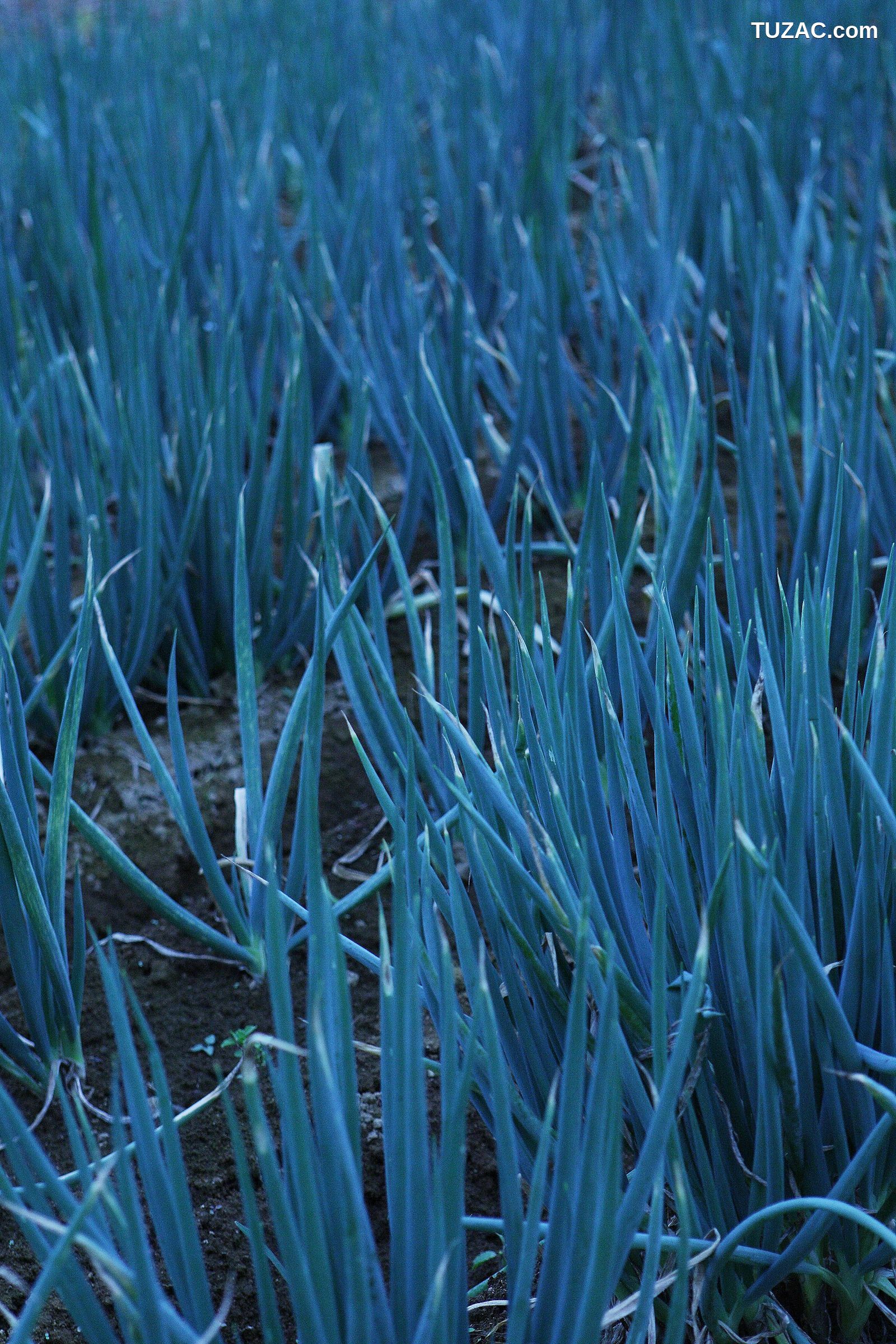 NS Eyes_ SF-No.528 原南海子 Namiko Hara 写真集[33P]