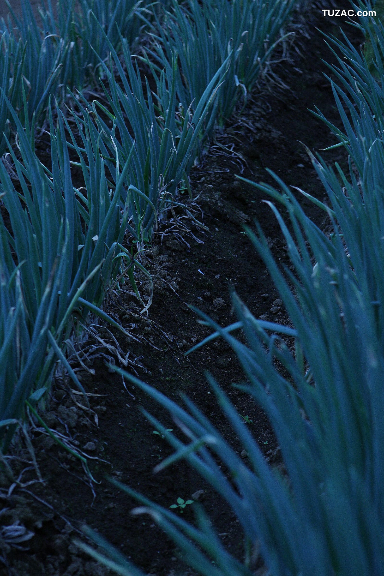 NS Eyes_ SF-No.528 原南海子 Namiko Hara 写真集[33P]