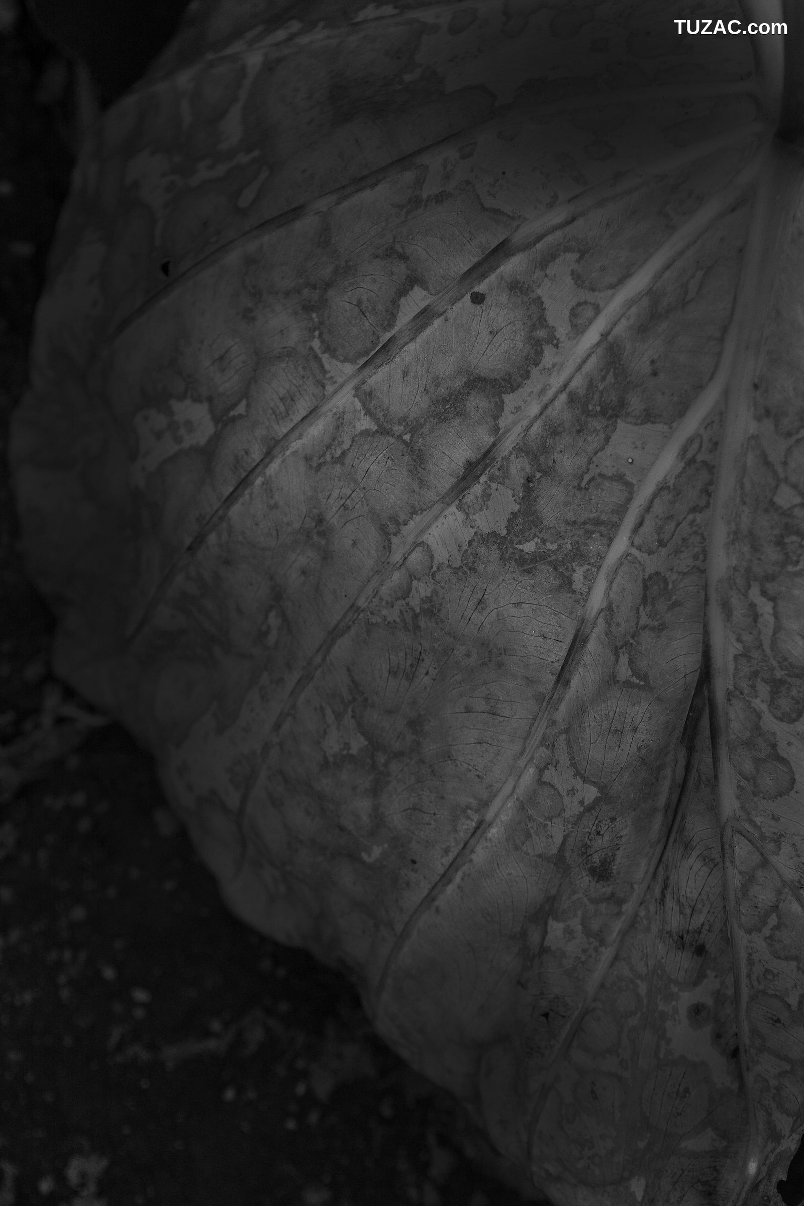 NS Eyes_ SF-No.528 原南海子 Namiko Hara 写真集[33P]