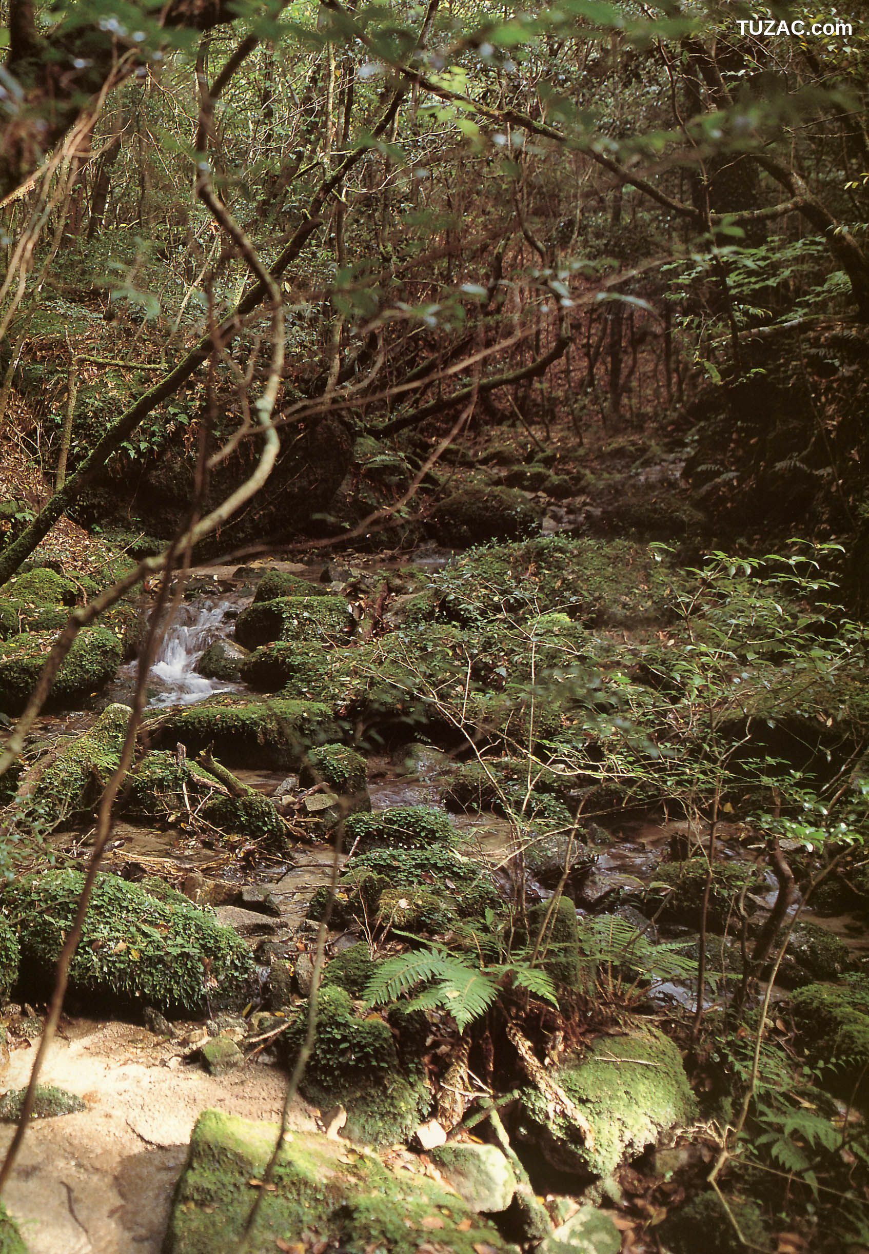 PB写真集_戸田恵梨香 《SANWA MOOK 7 生まれた泉》[98P]