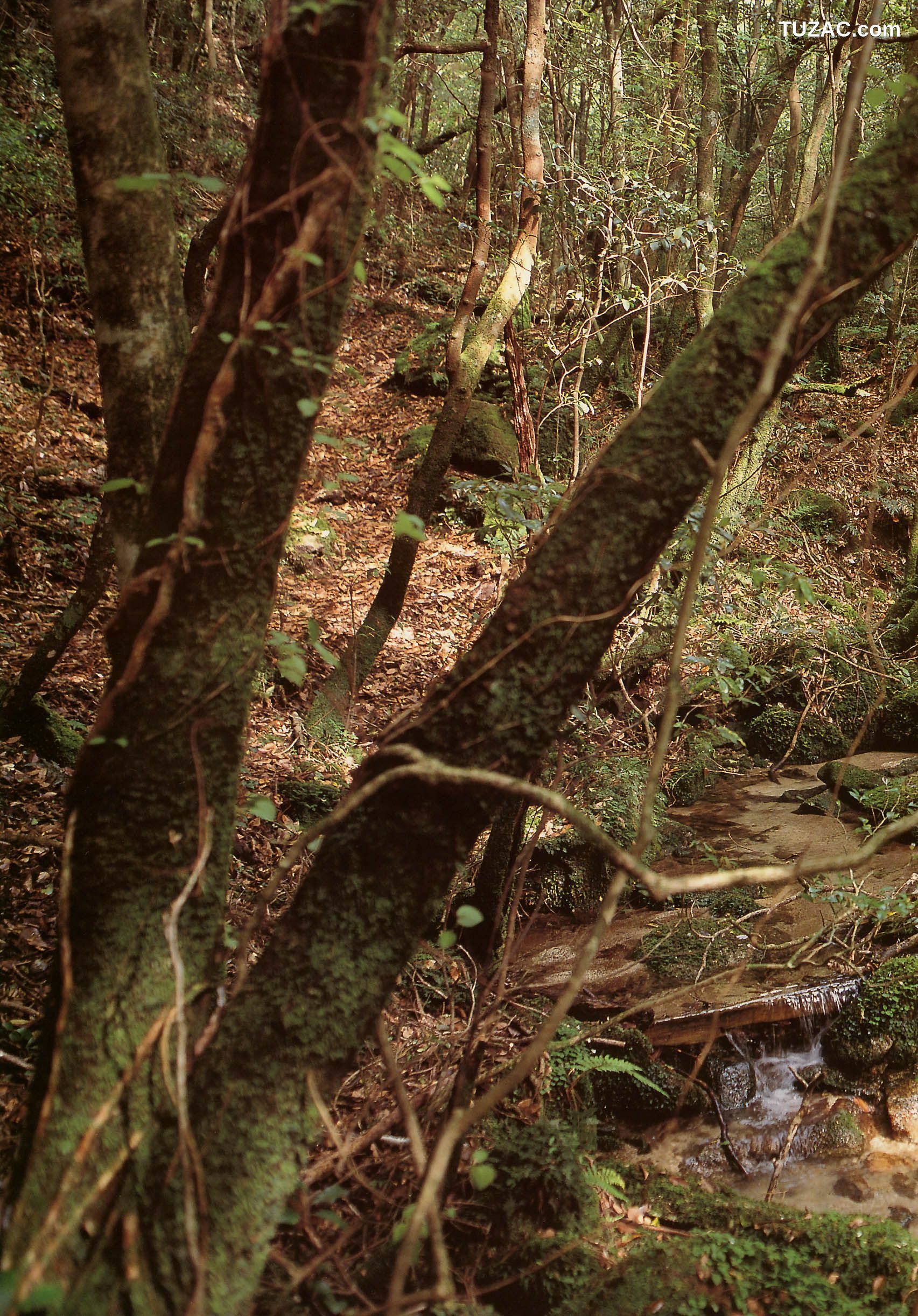 PB写真集_戸田恵梨香 《SANWA MOOK 7 生まれた泉》[98P]