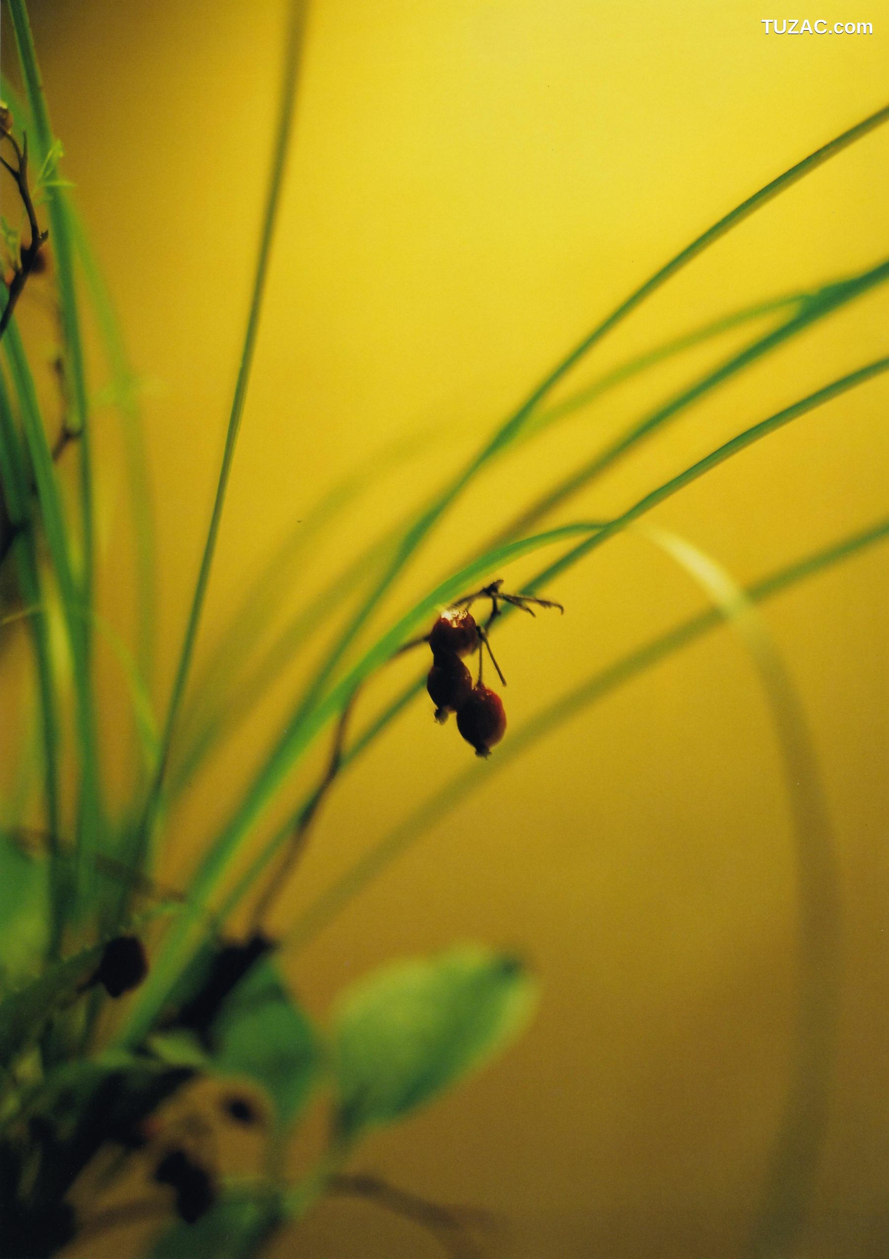 PB写真集_石川梨華《Hana bi 華美》 写真集[99P]