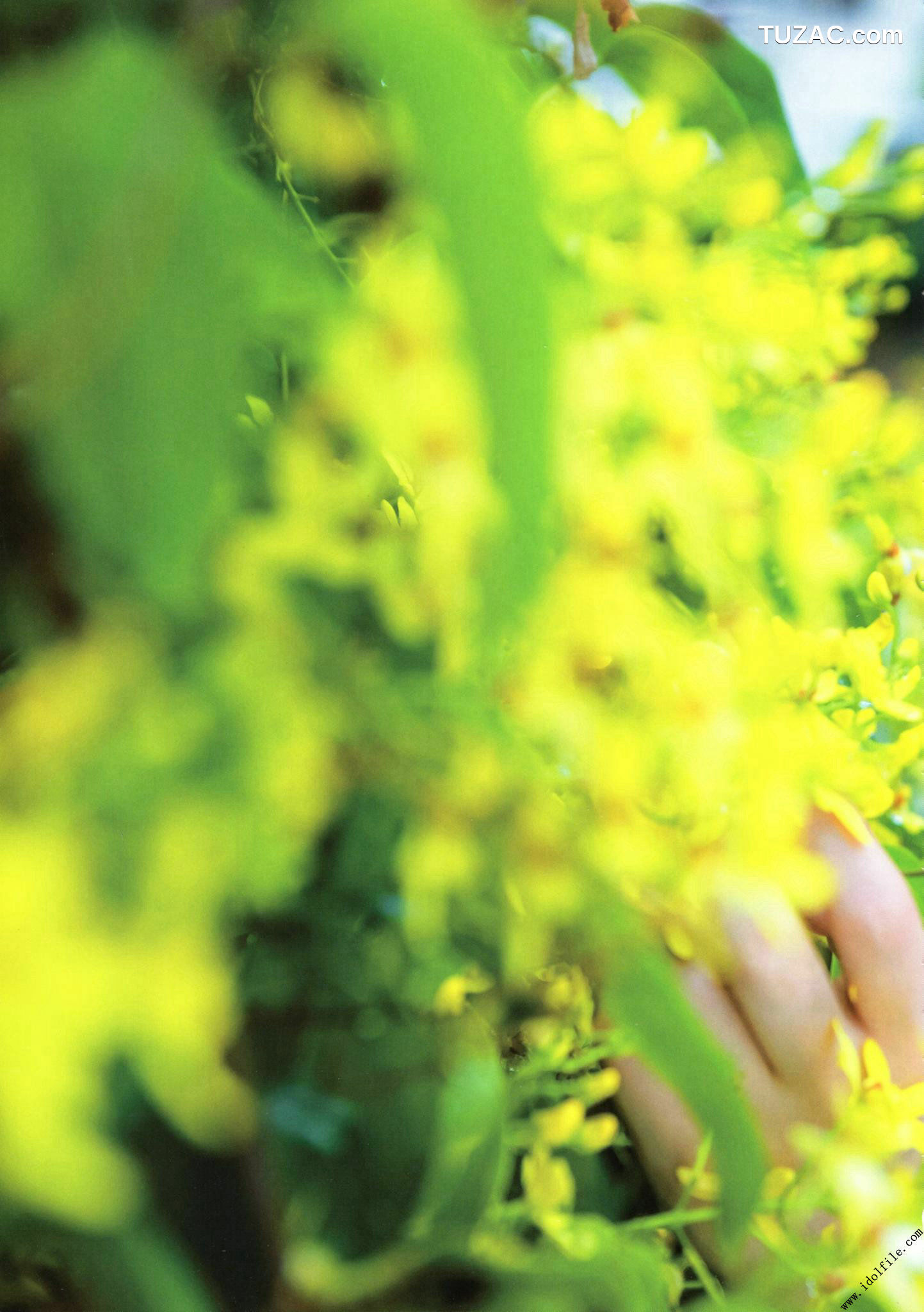 PB写真集_秋元真夏 1st《真夏の気圧配置》 写真集[145P]