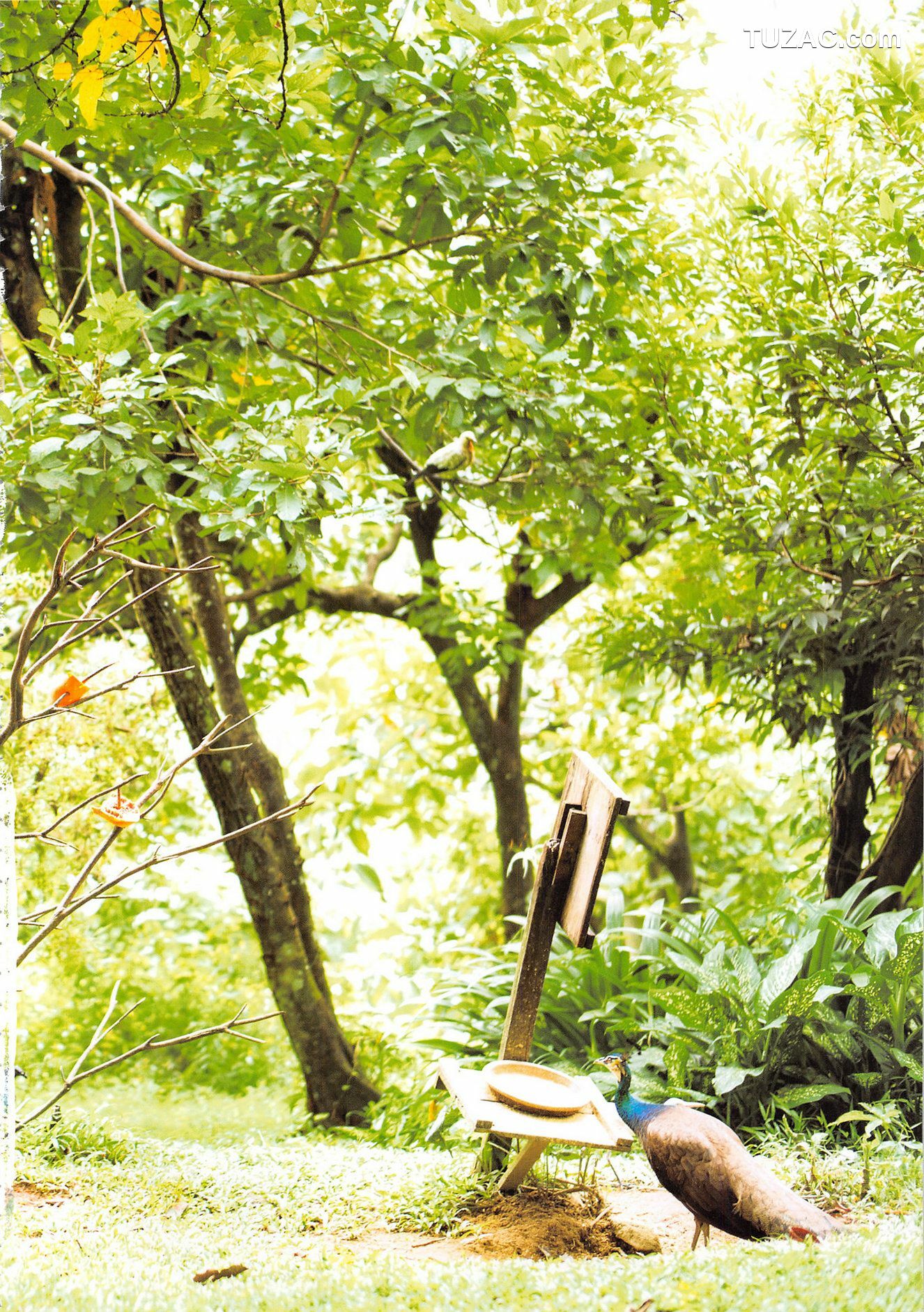 PB写真集_高柳明音《Churi》 写真集[136P]