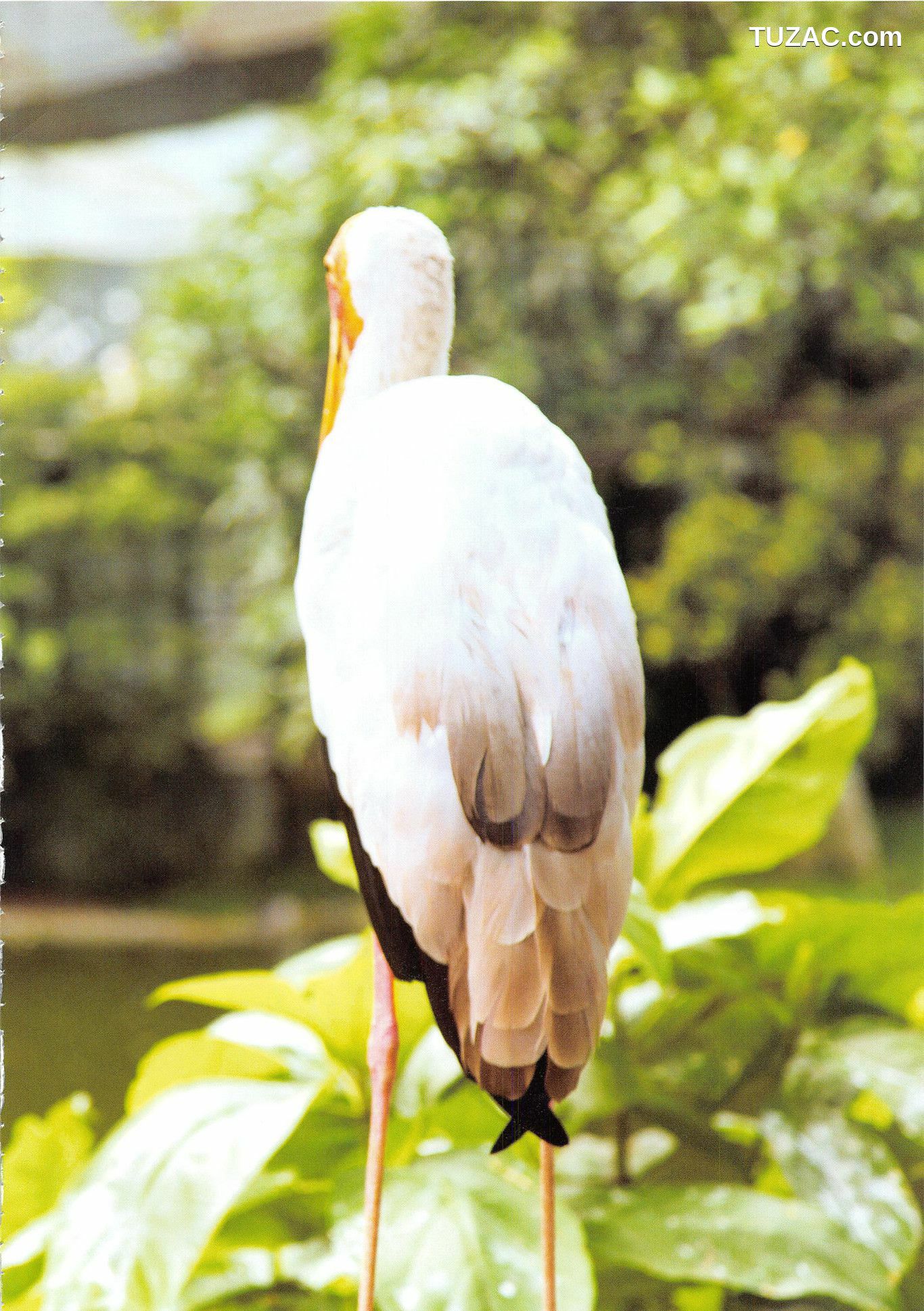 PB写真集_高柳明音《Churi》 写真集[136P]