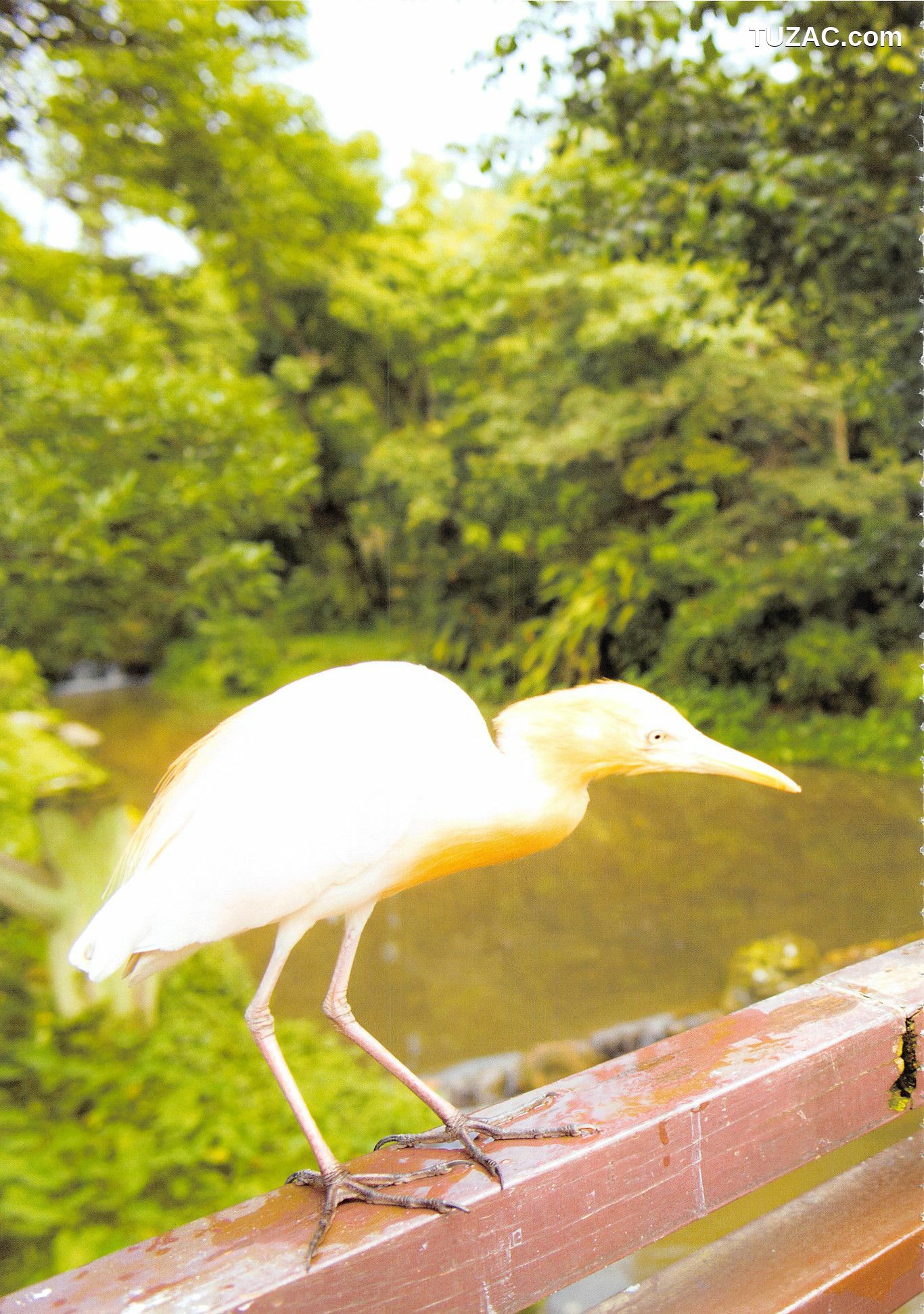 PB写真集_高柳明音《Churi》 写真集[136P]