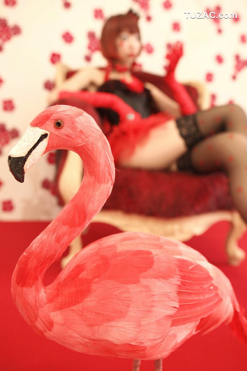 日本CosPlay_Necoco(ねここ) 《爱丽丝梦游仙境》5Set 写真集