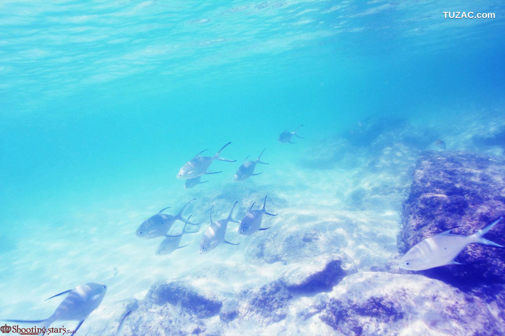 日本CosPlay_サク (Saku) 《VOCALOID》Miku+GUMI+MEIKO 写真集[119P]