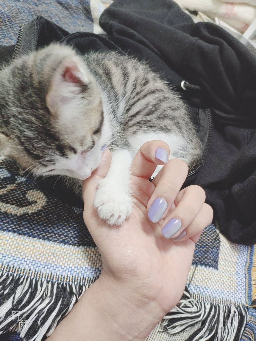 极品萝莉网红柚木葡萄推特无圣光套图[64P]