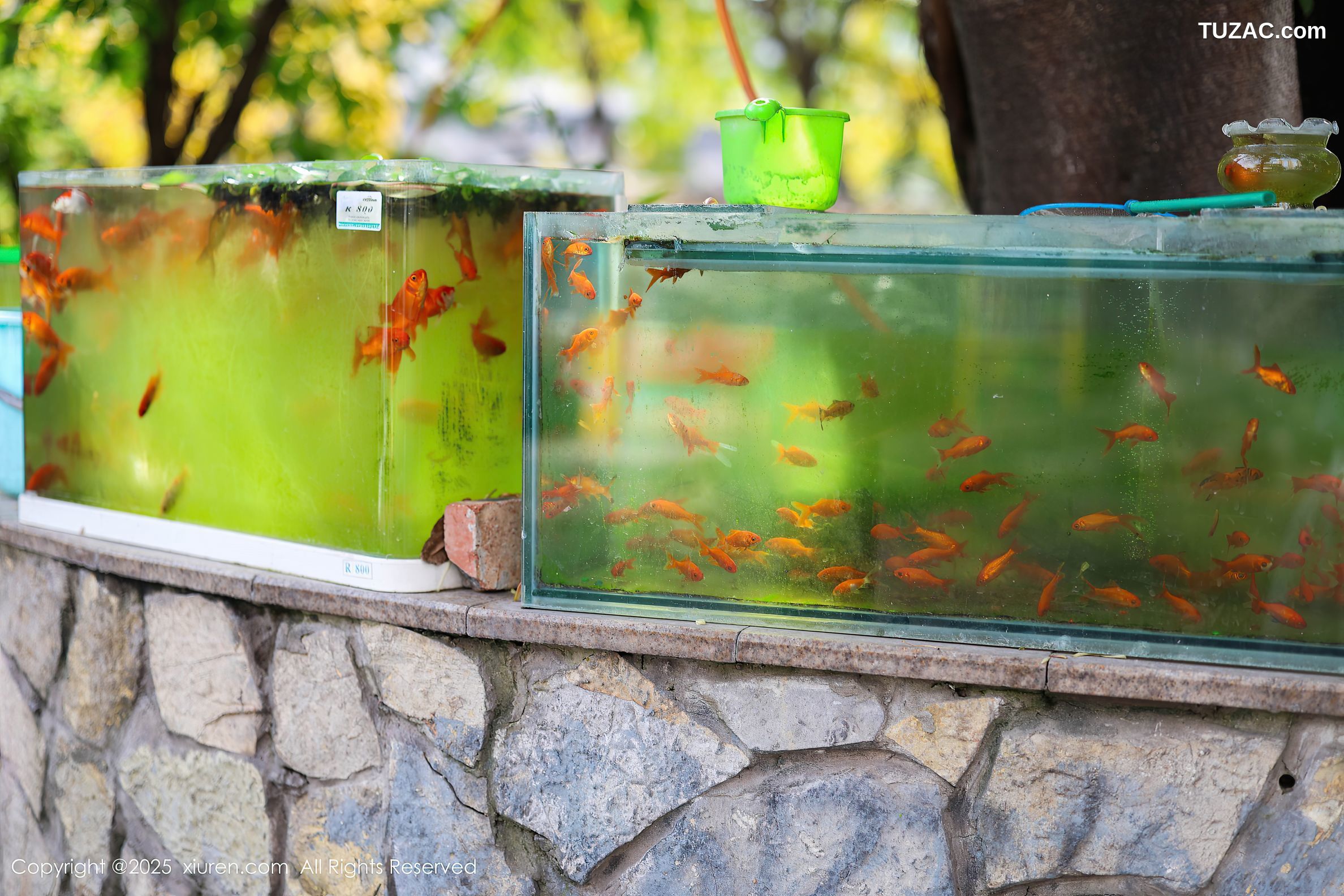 XiuRen秀人网-10247-茂木希子-桔色T恤白裙玉体诱人-2025.05.08